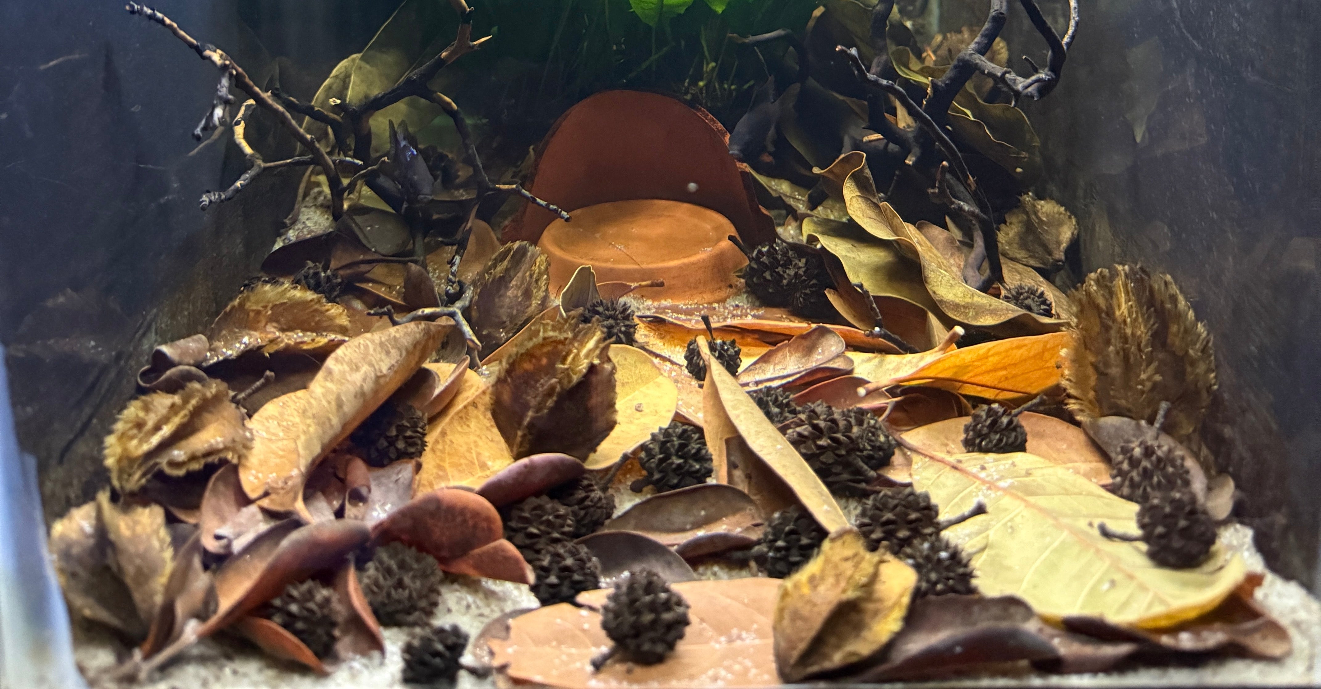 Botanicals – Daku Aquatics