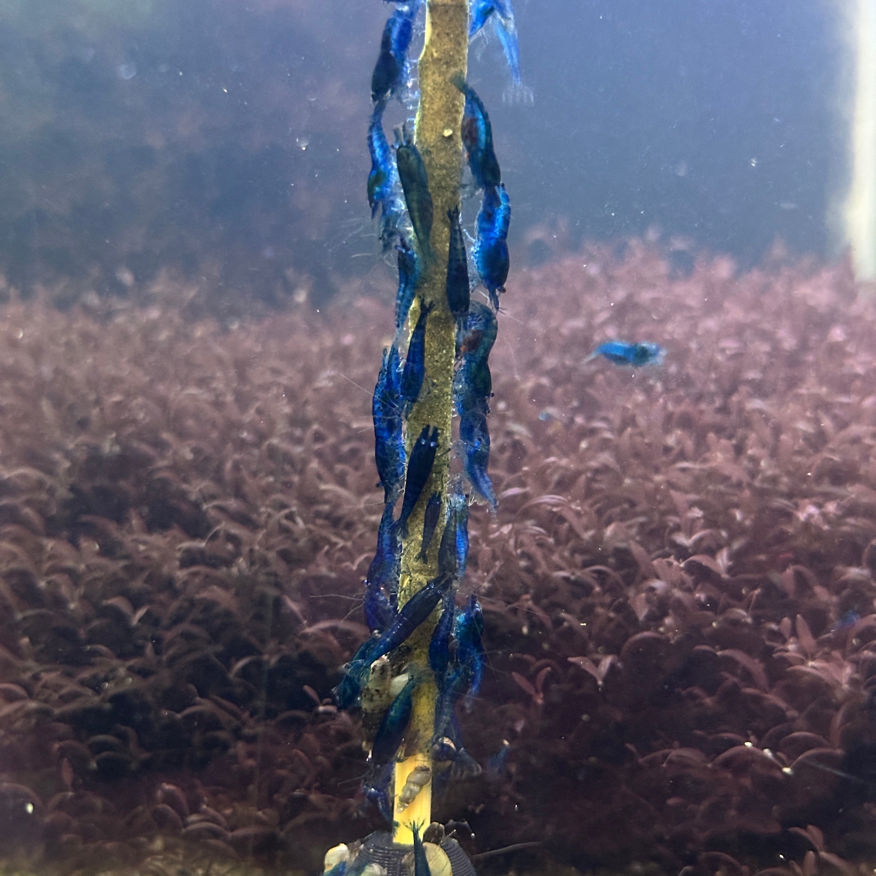 Blue Velvet Neocaridina Shrimp +2