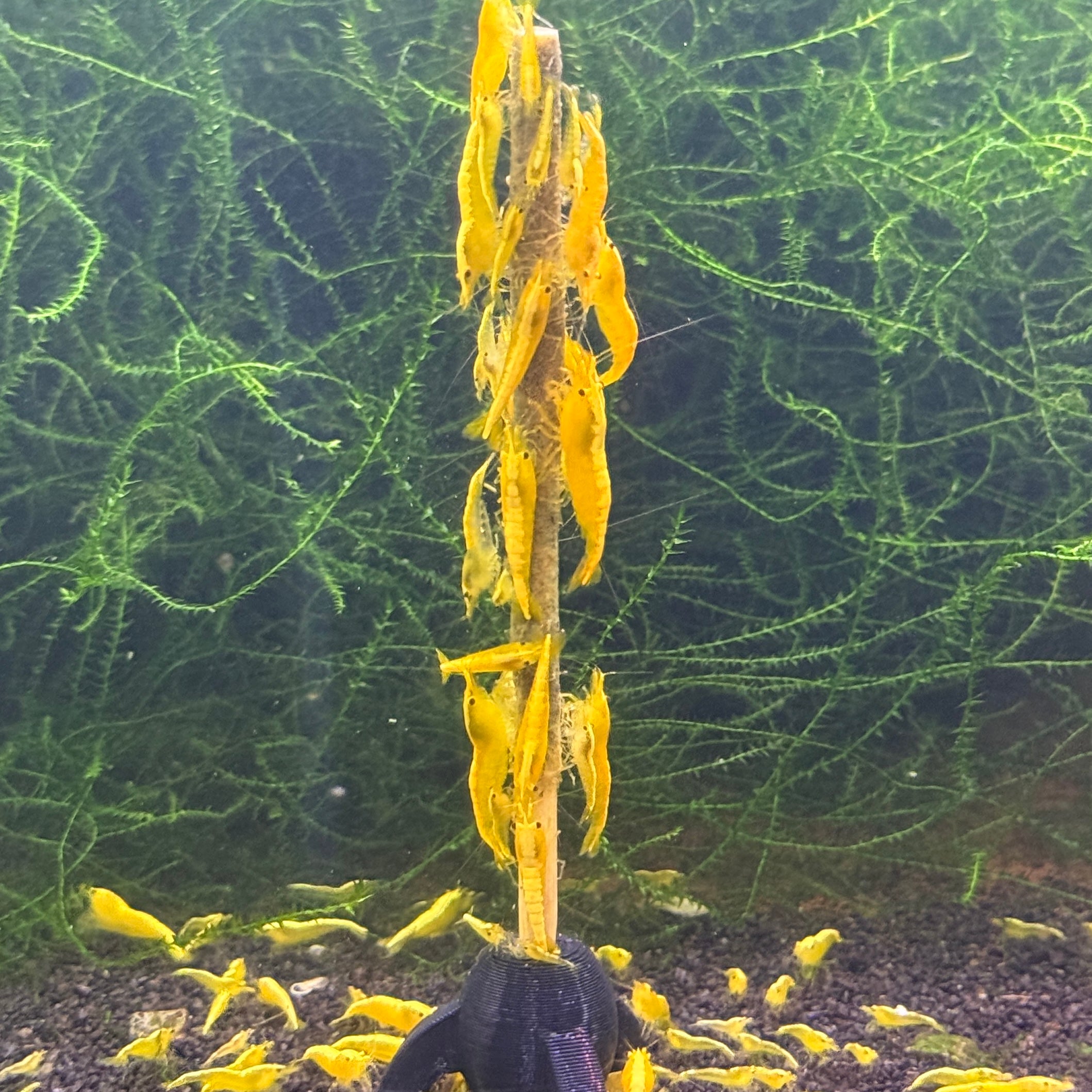 Yellow Goldenback Neocaridina Shrimp +2