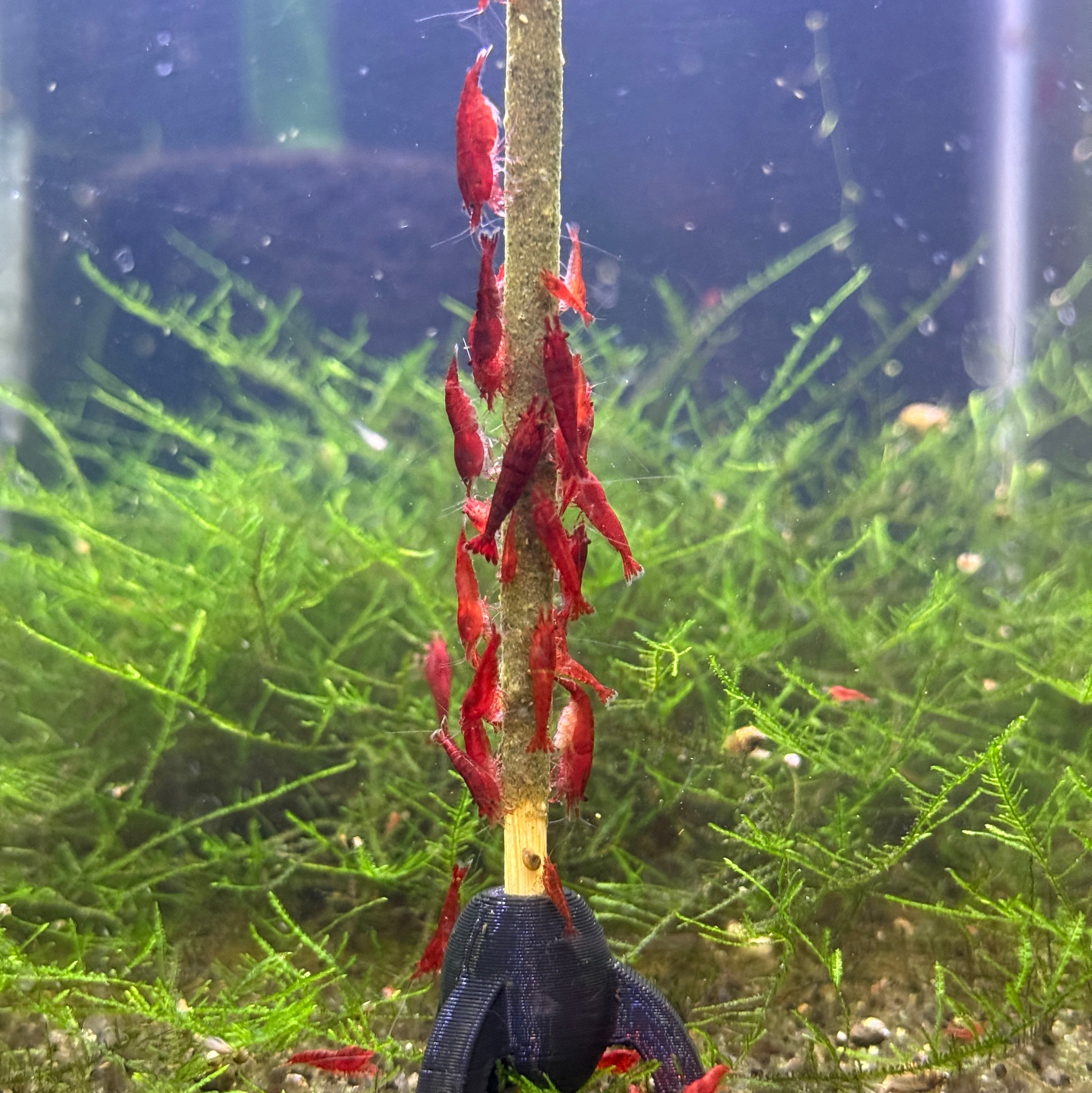 Red Cherry Neocaridina Shrimp +2