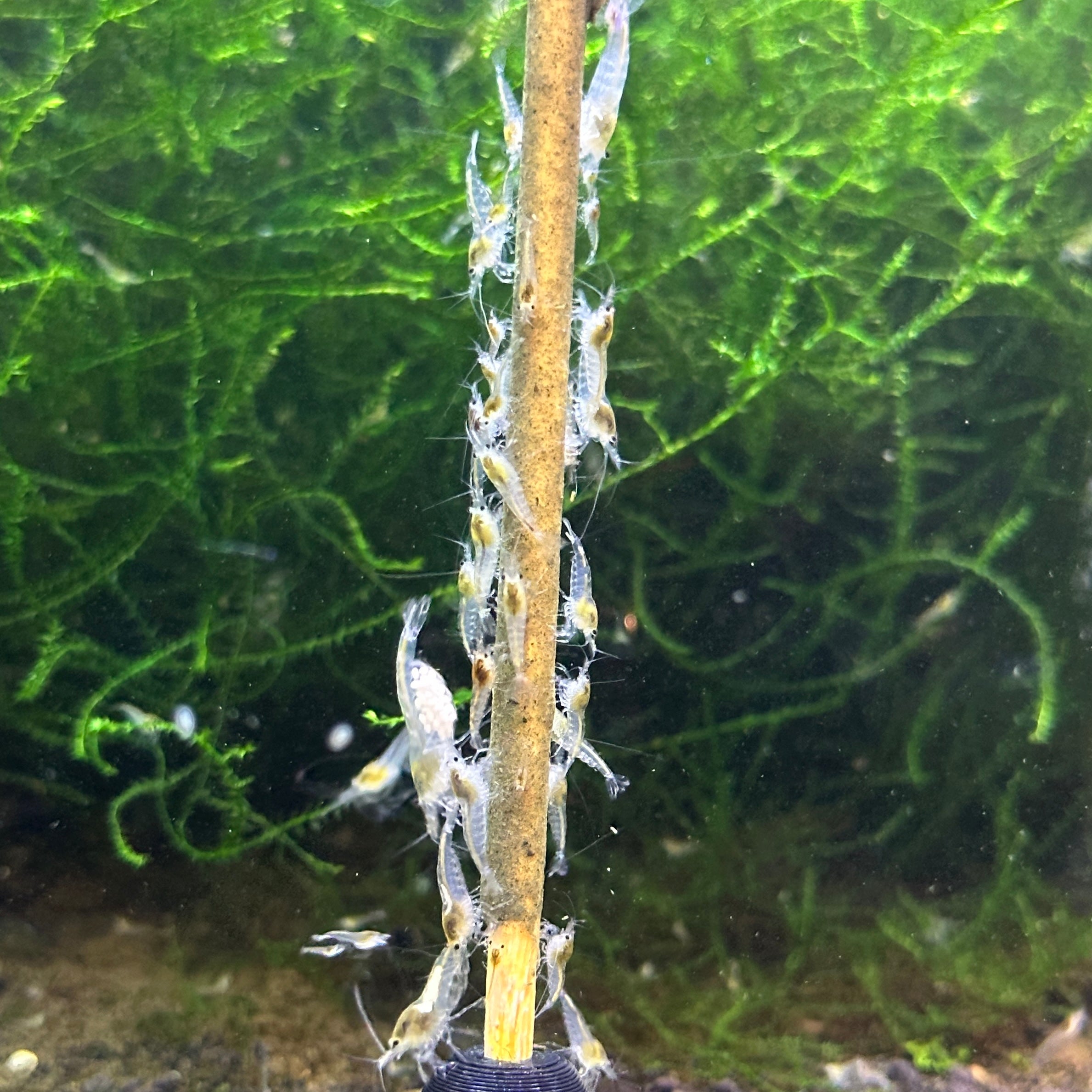 White Snowball Neocaridina Shrimp +2