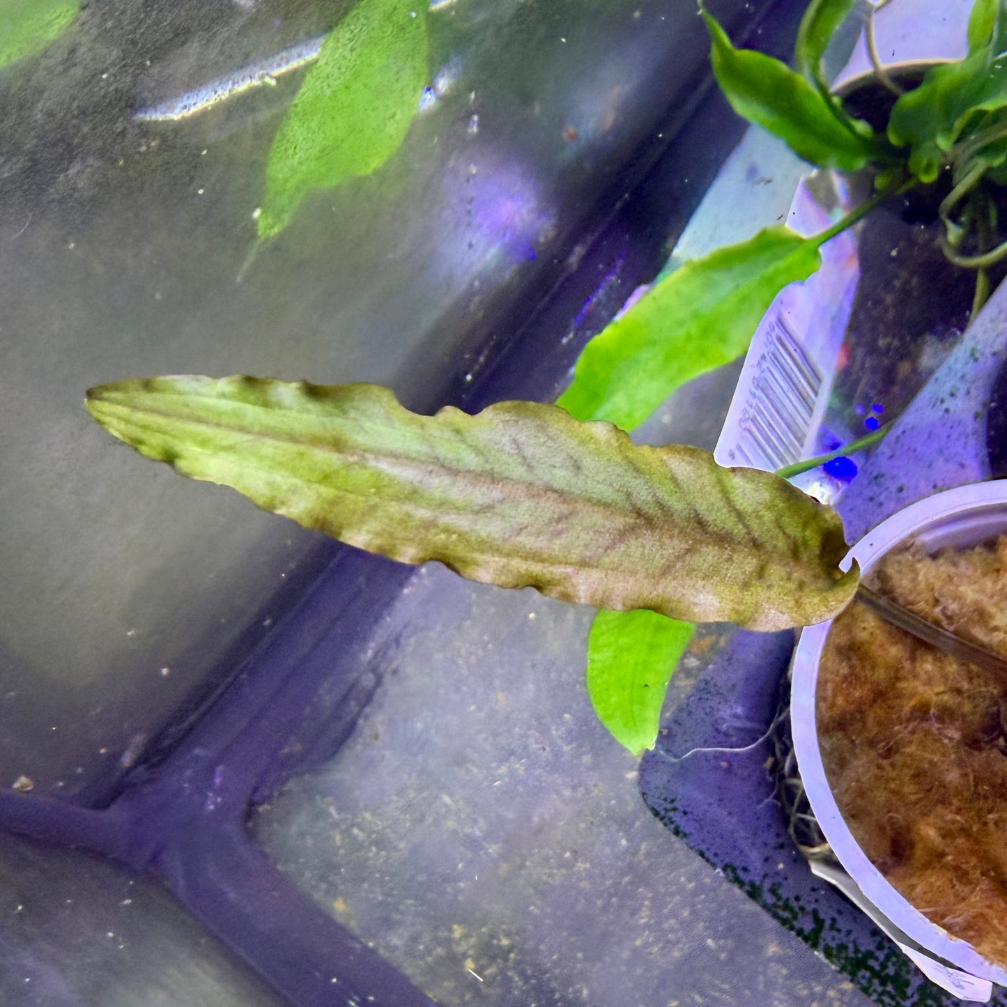 Cryptocoryne Petchii