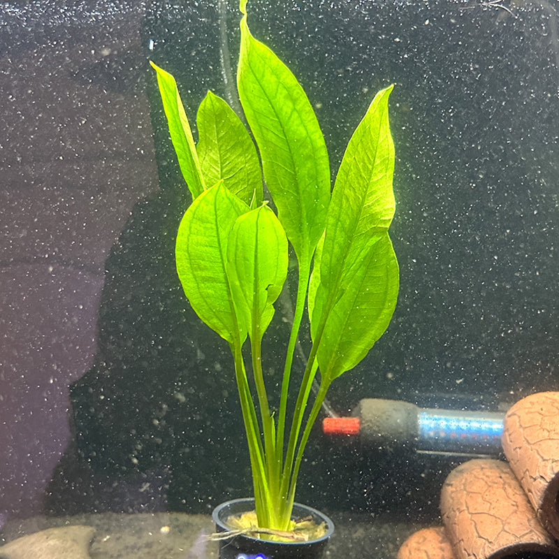 amazon sword plant seeds Amazon Sword – Daku Aquatics