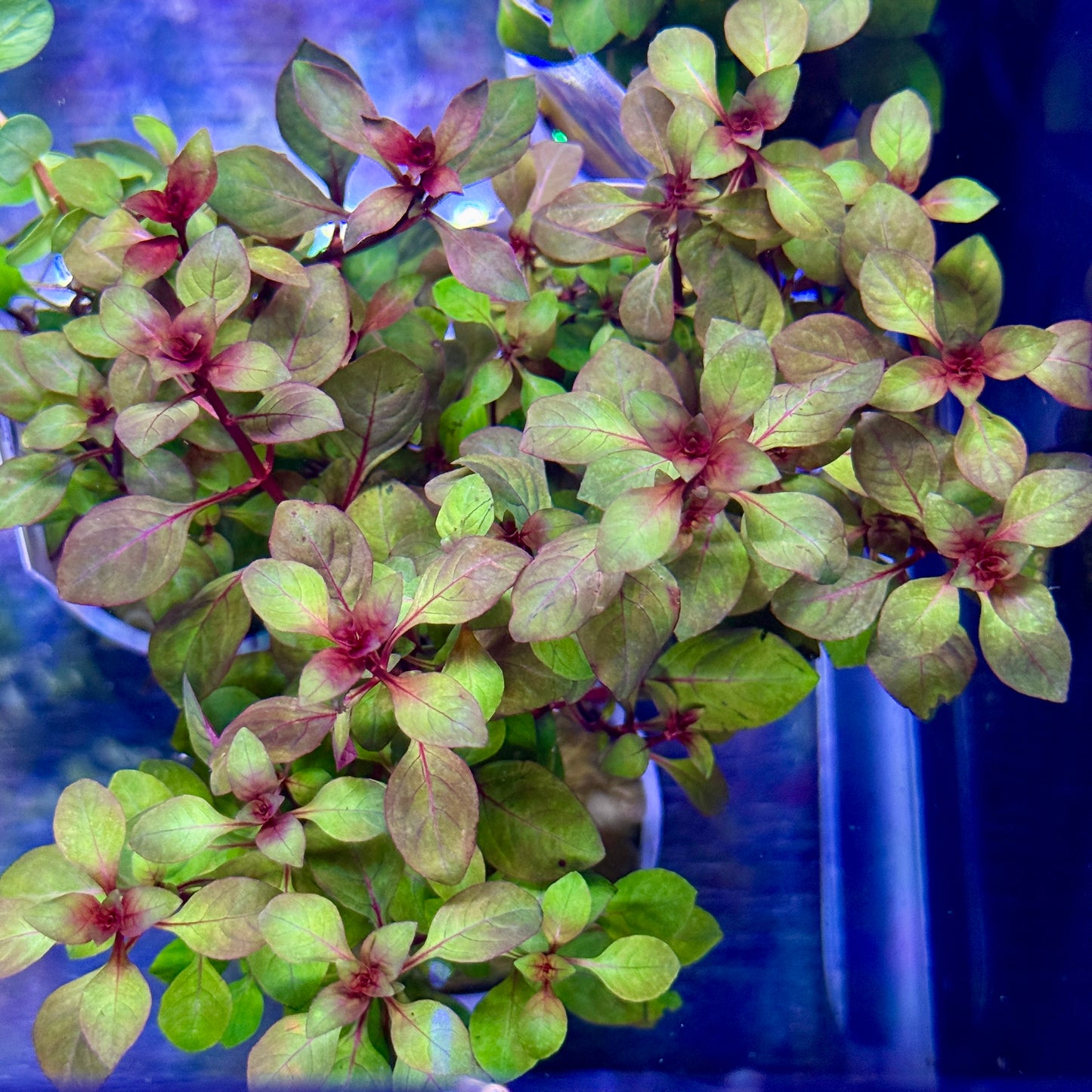 Ludwigia Super Red Mini