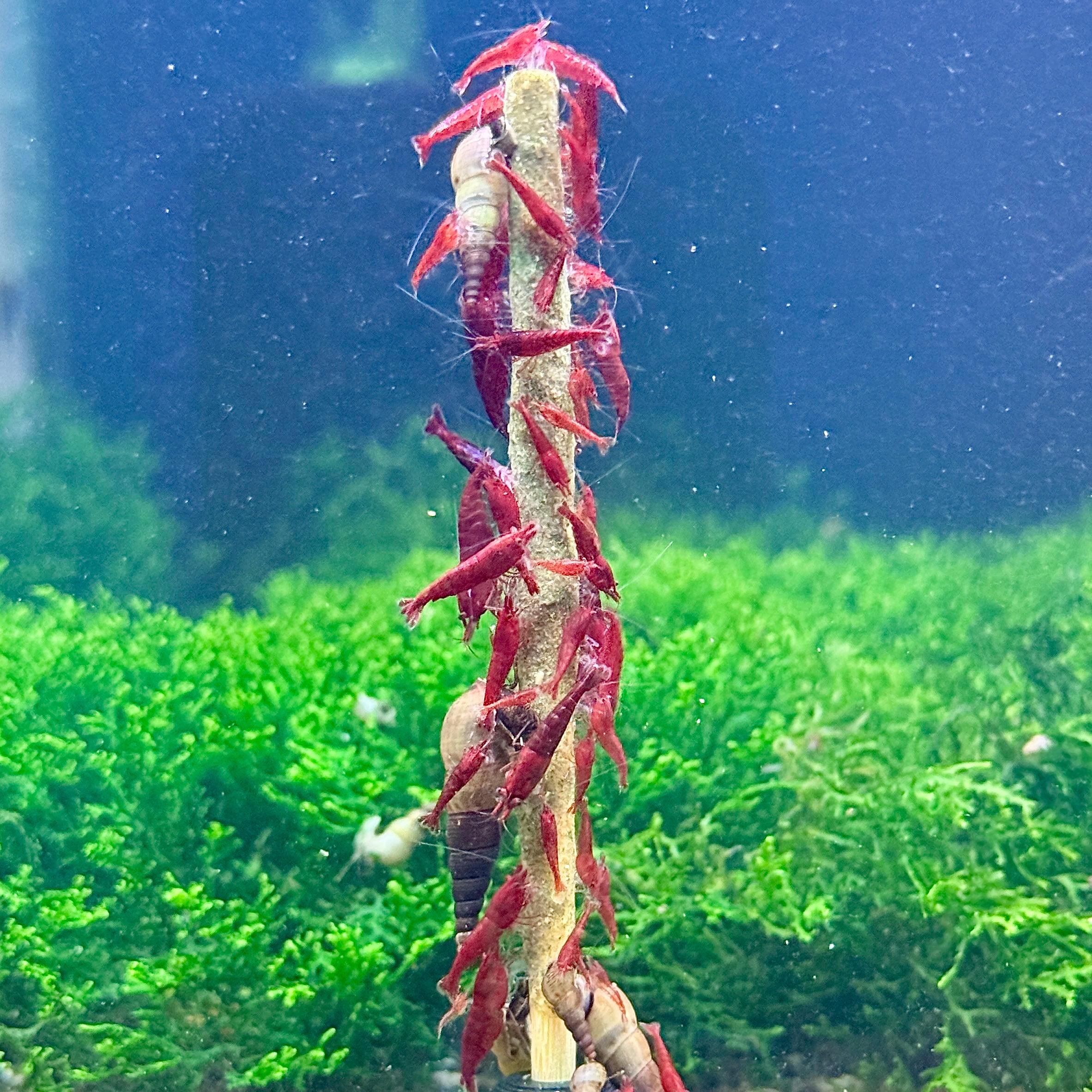 Bloody Mary Neocaridina Shrimp +2