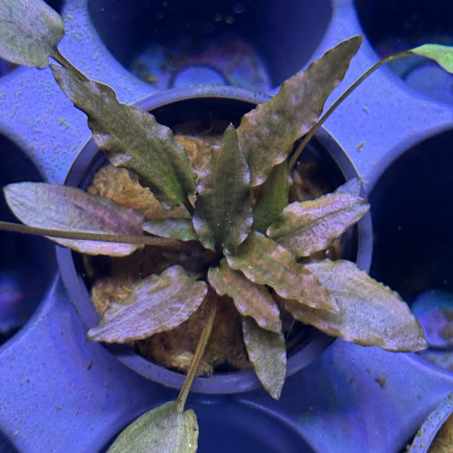 Cryptocoryne Beckettii