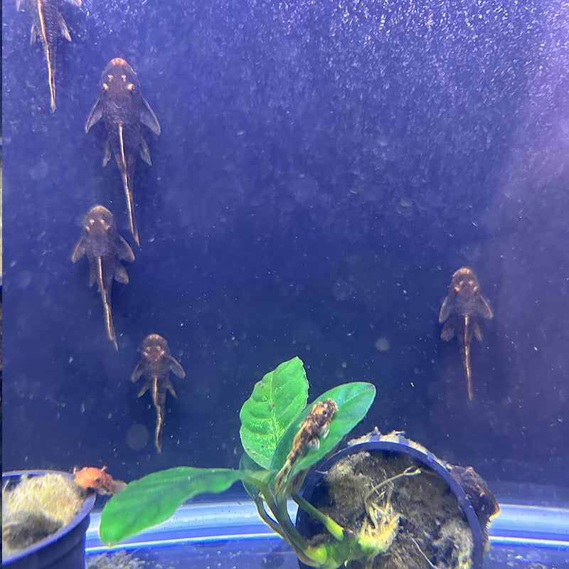 Calico Bristlenose Pleco