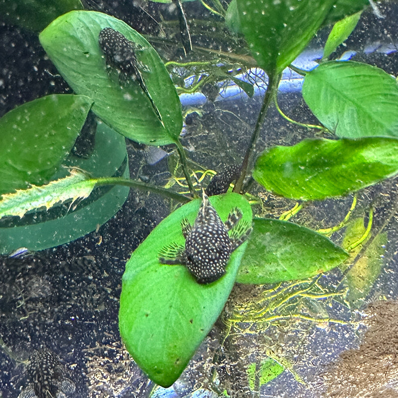 Chocolate Spotted Bristlenose Pleco