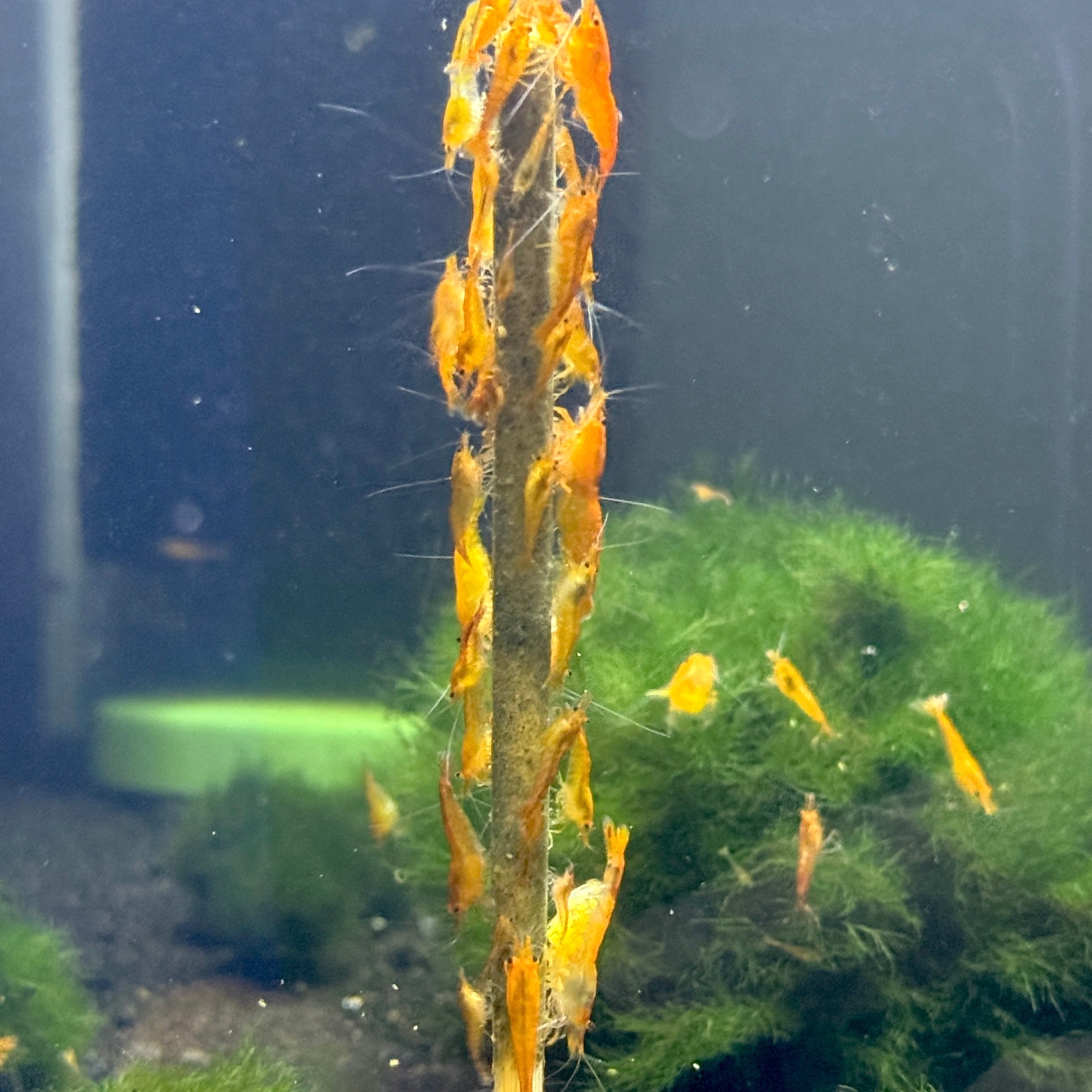 Orange Neocaridina Shrimp +2