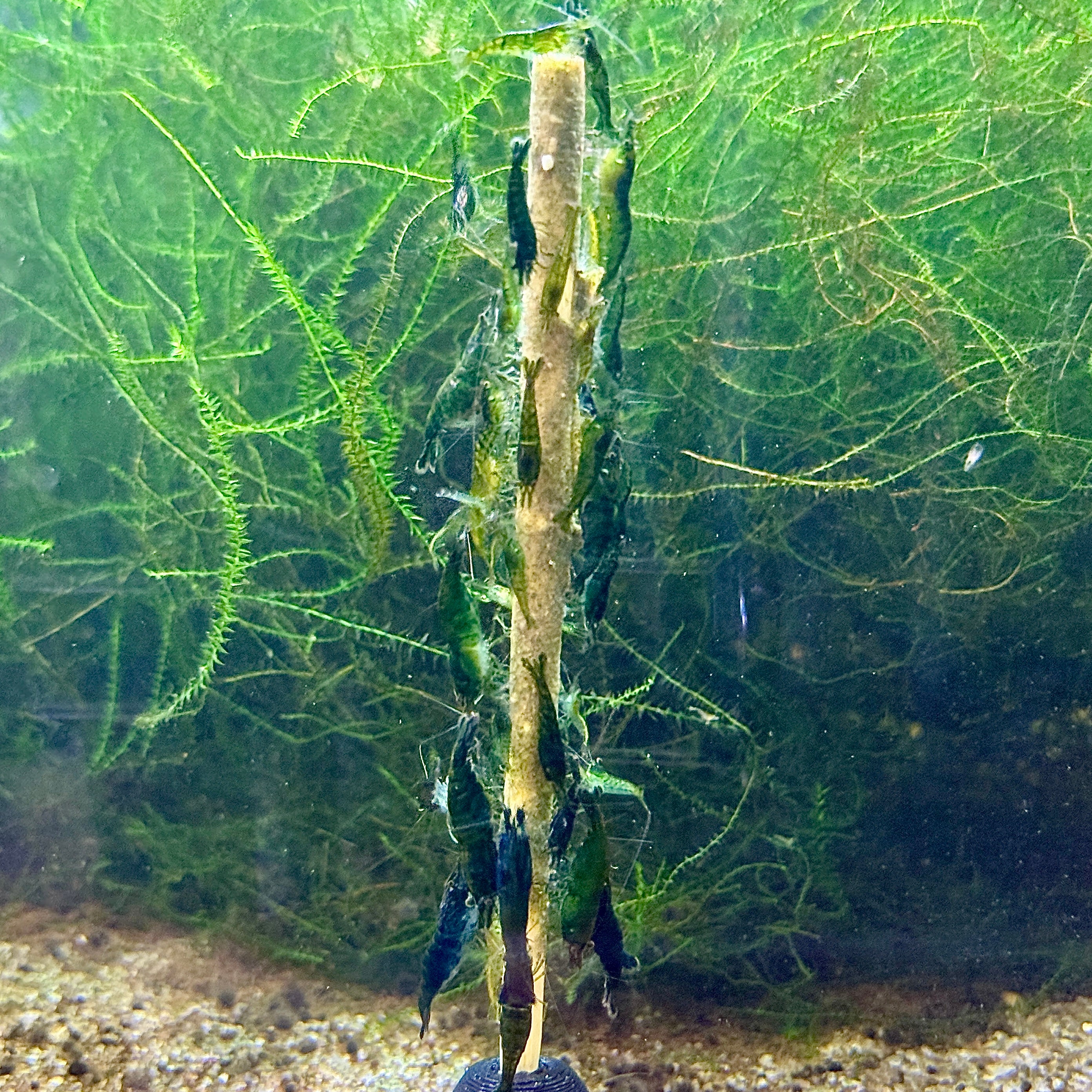 Green Jade Neocaridina Shrimp +2