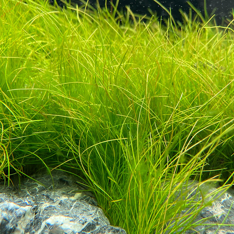 Dwarf Hairgrass