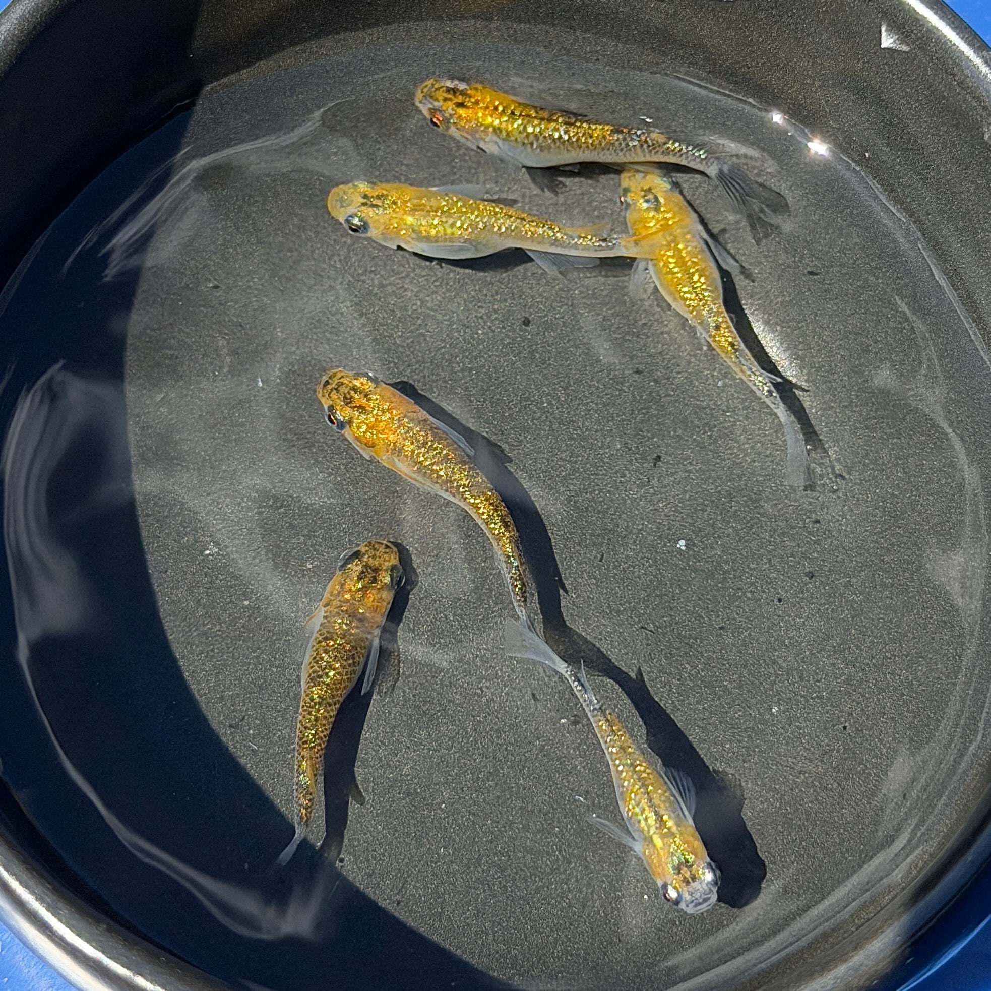 Yozakura Gold Medaka Ricefish