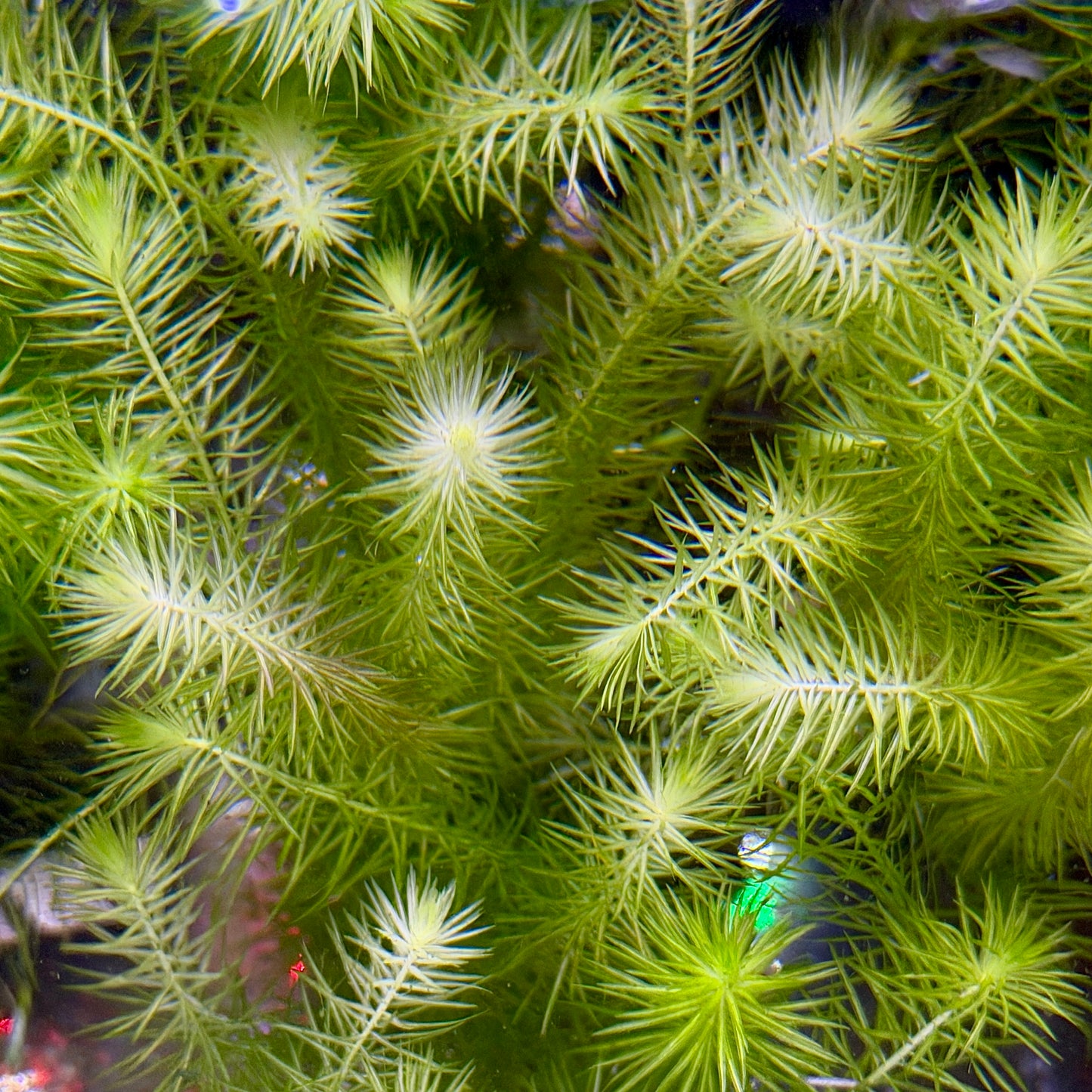 Mayaca Fluviatilis