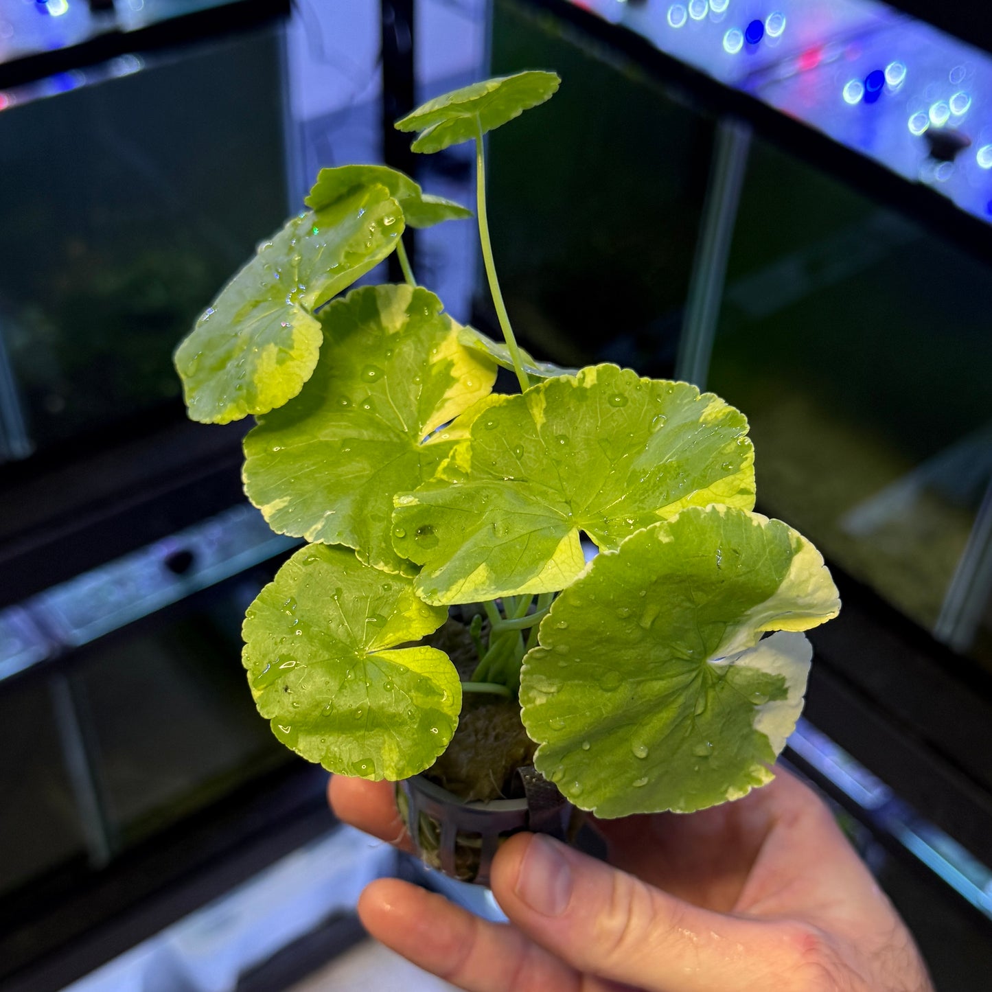Variegated Pennywort