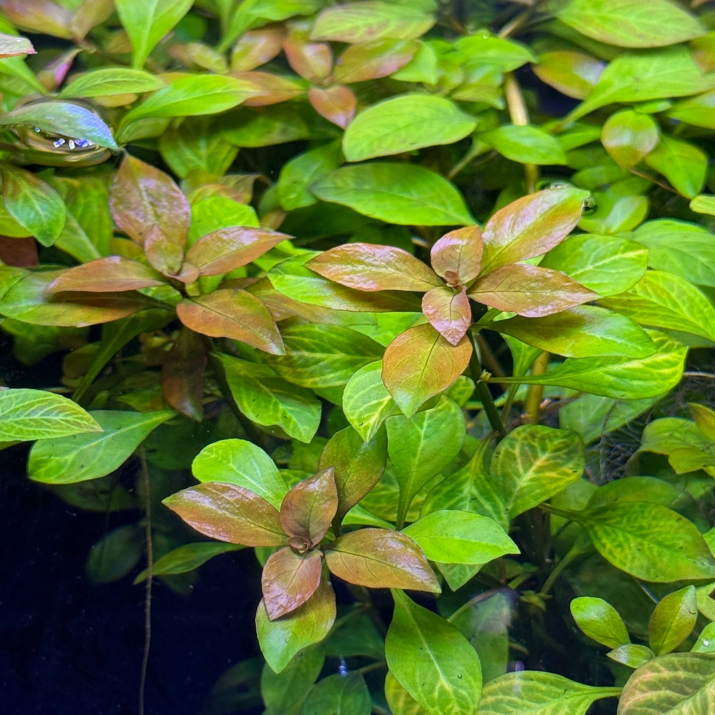 Ludwigia Ovalis