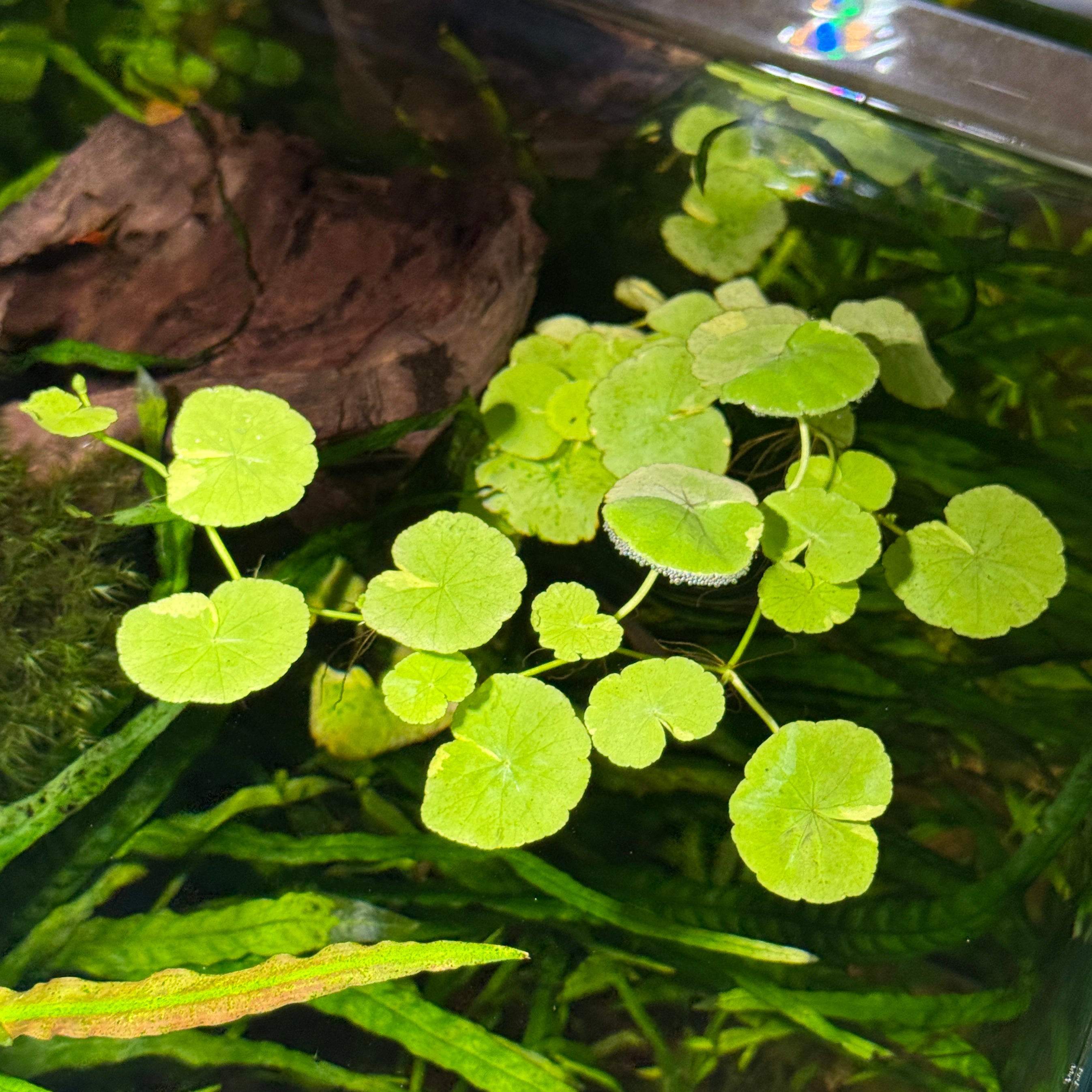 Variegated Pennywort – Daku Aquatics