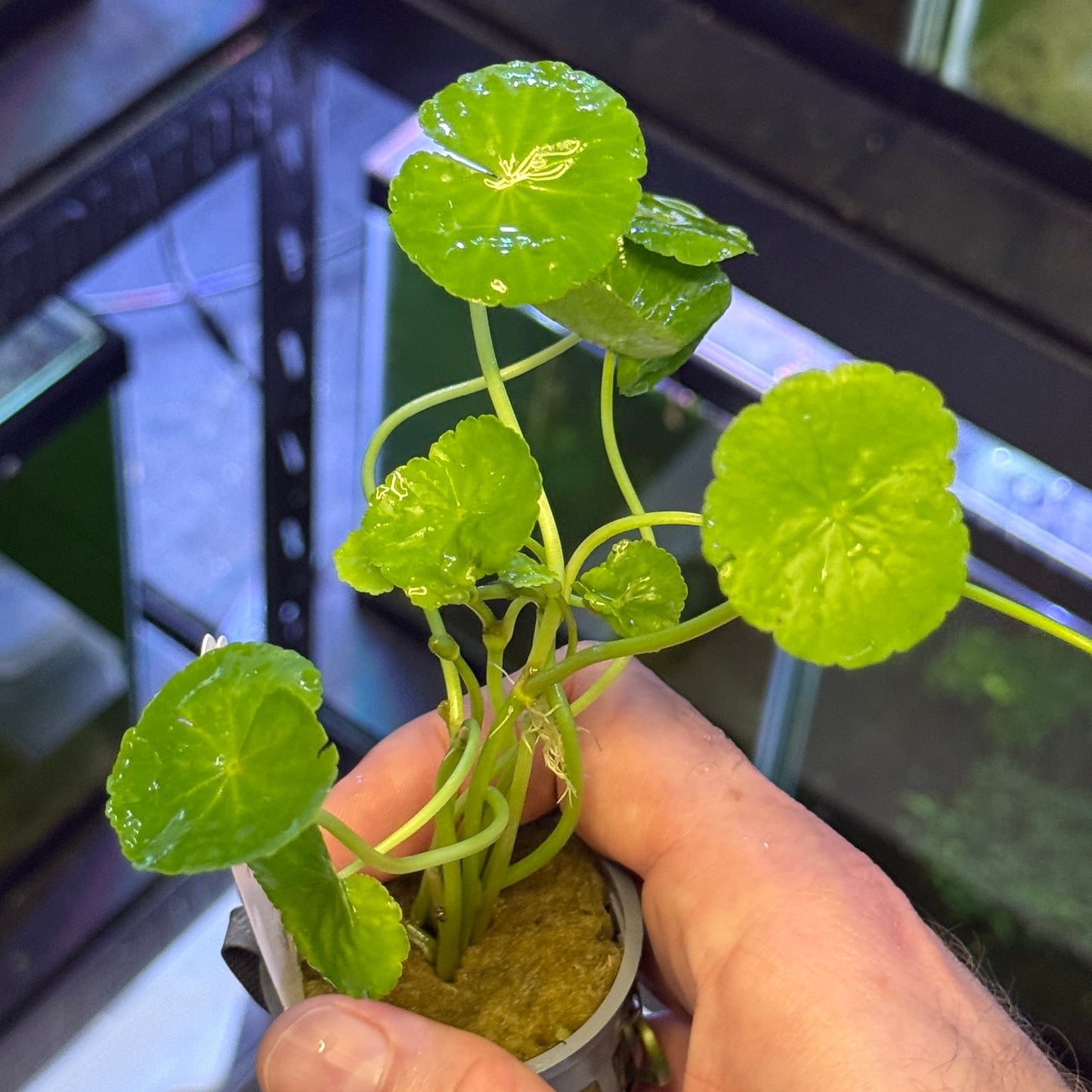 Brazilian Pennywort