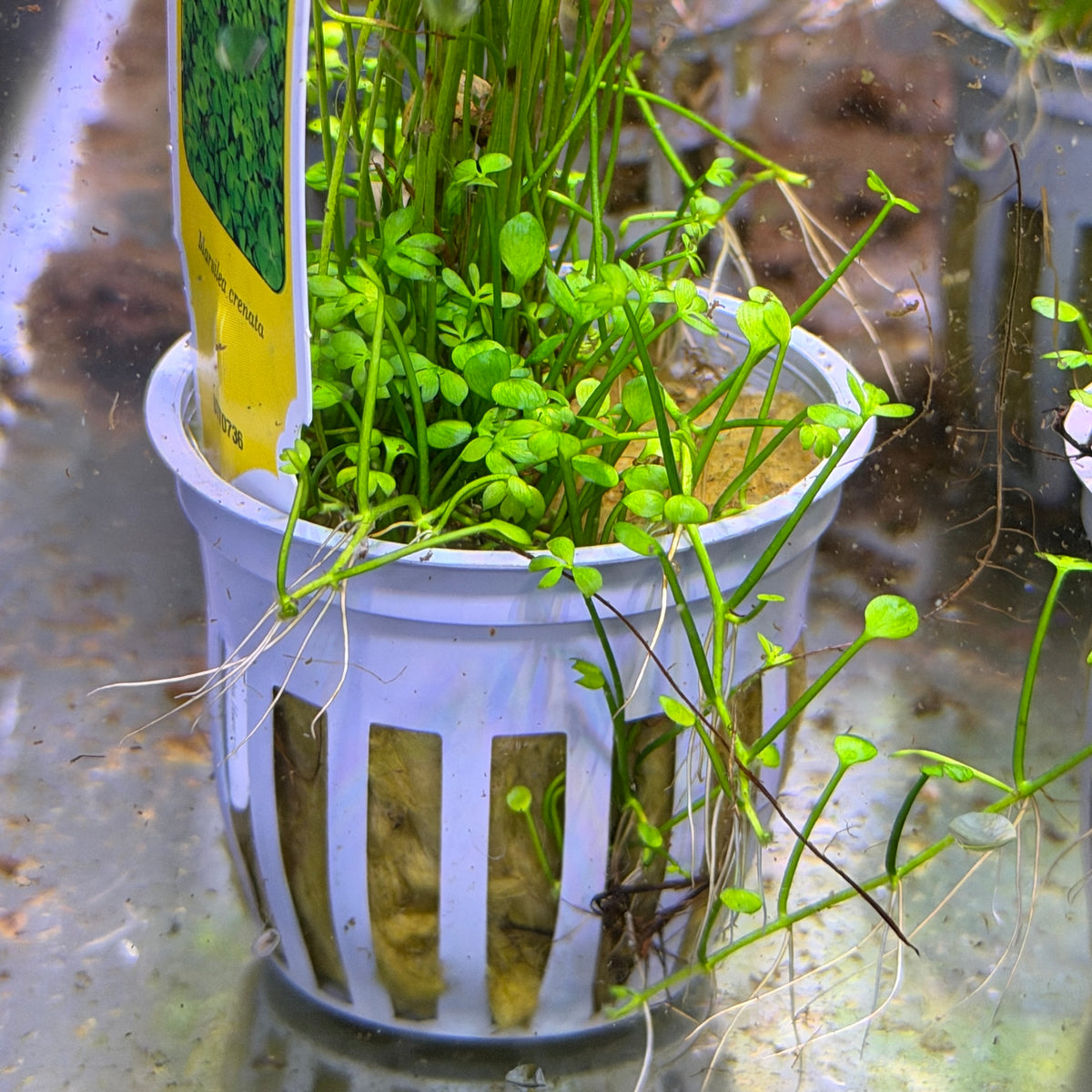 Marsilea Crenata