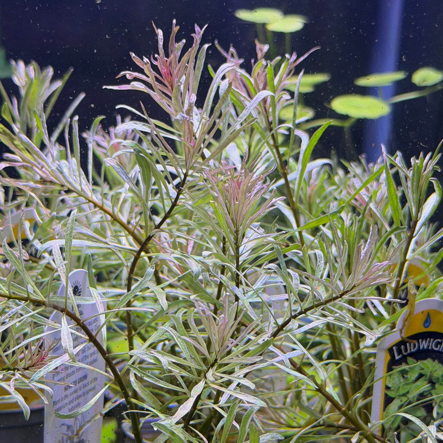 Ludwigia Inclinata 'White'
