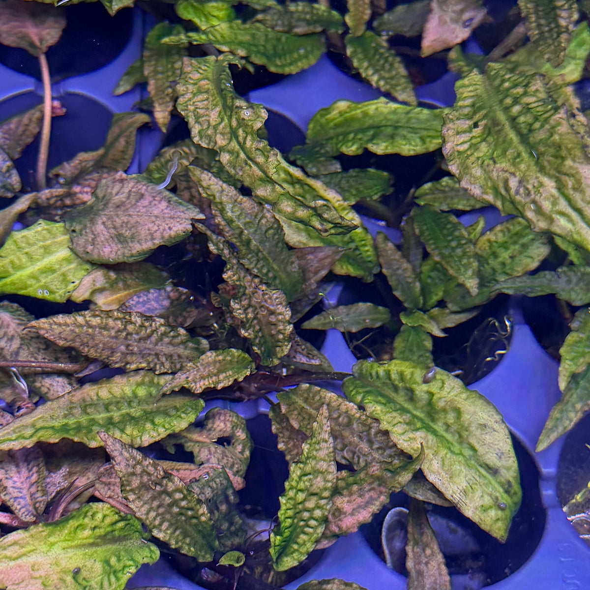 Cryptocoryne Ferruginea