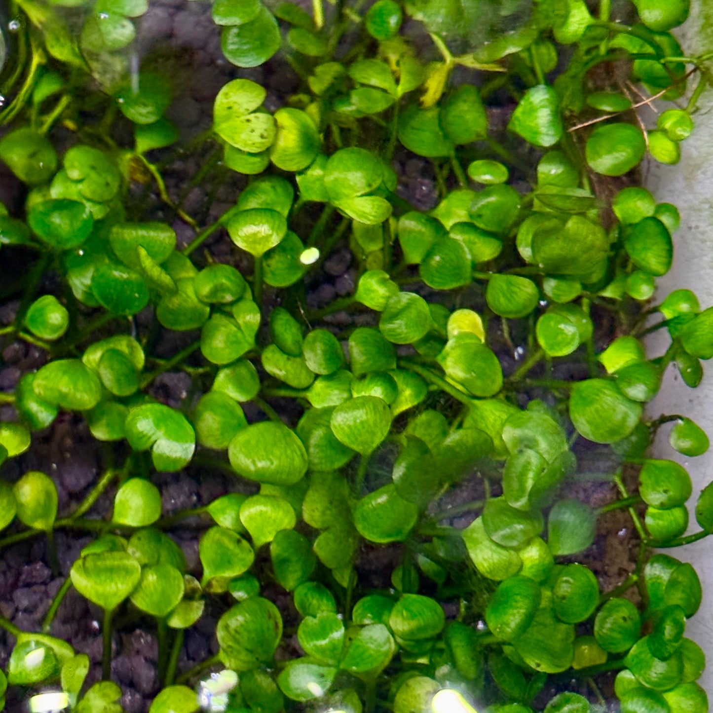 Marsilea Hirsuta