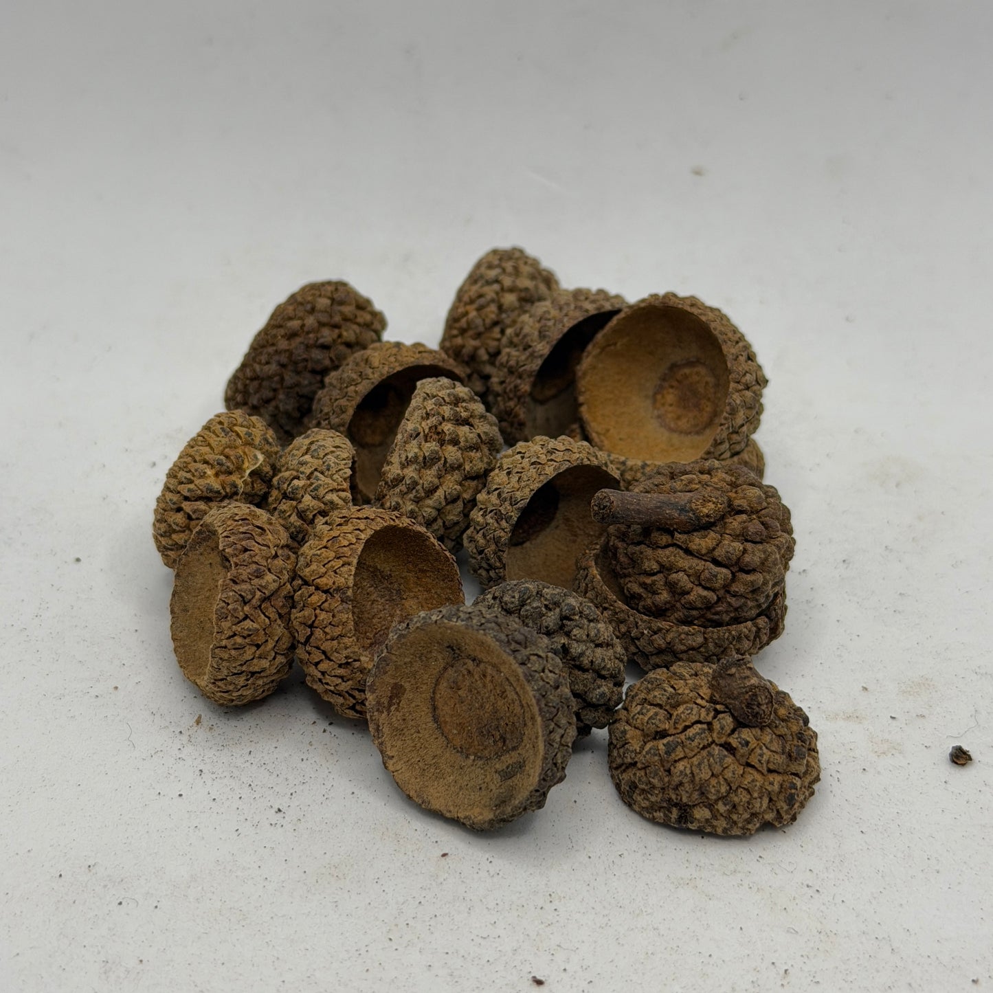 Acorn Caps