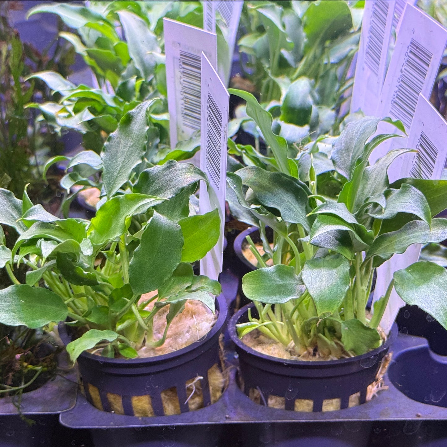 Schismatoglottis Prietoi