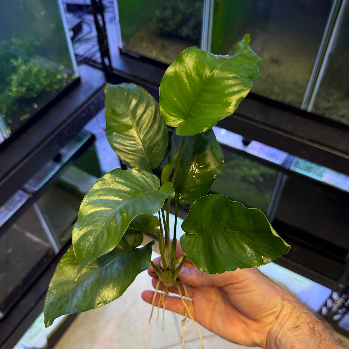 Anubias Nana XL