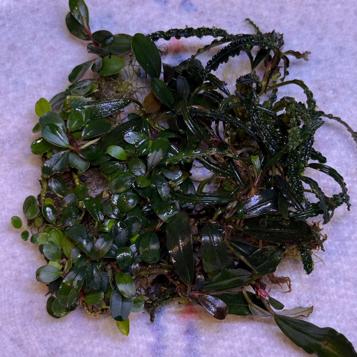 Mixed Bucephalandra Pack
