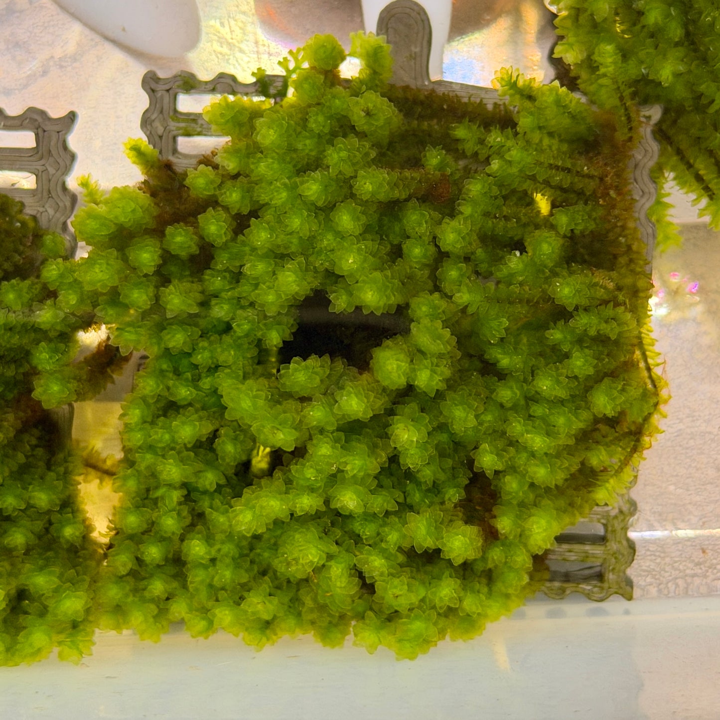 Hookeriaceae Moss Ledge