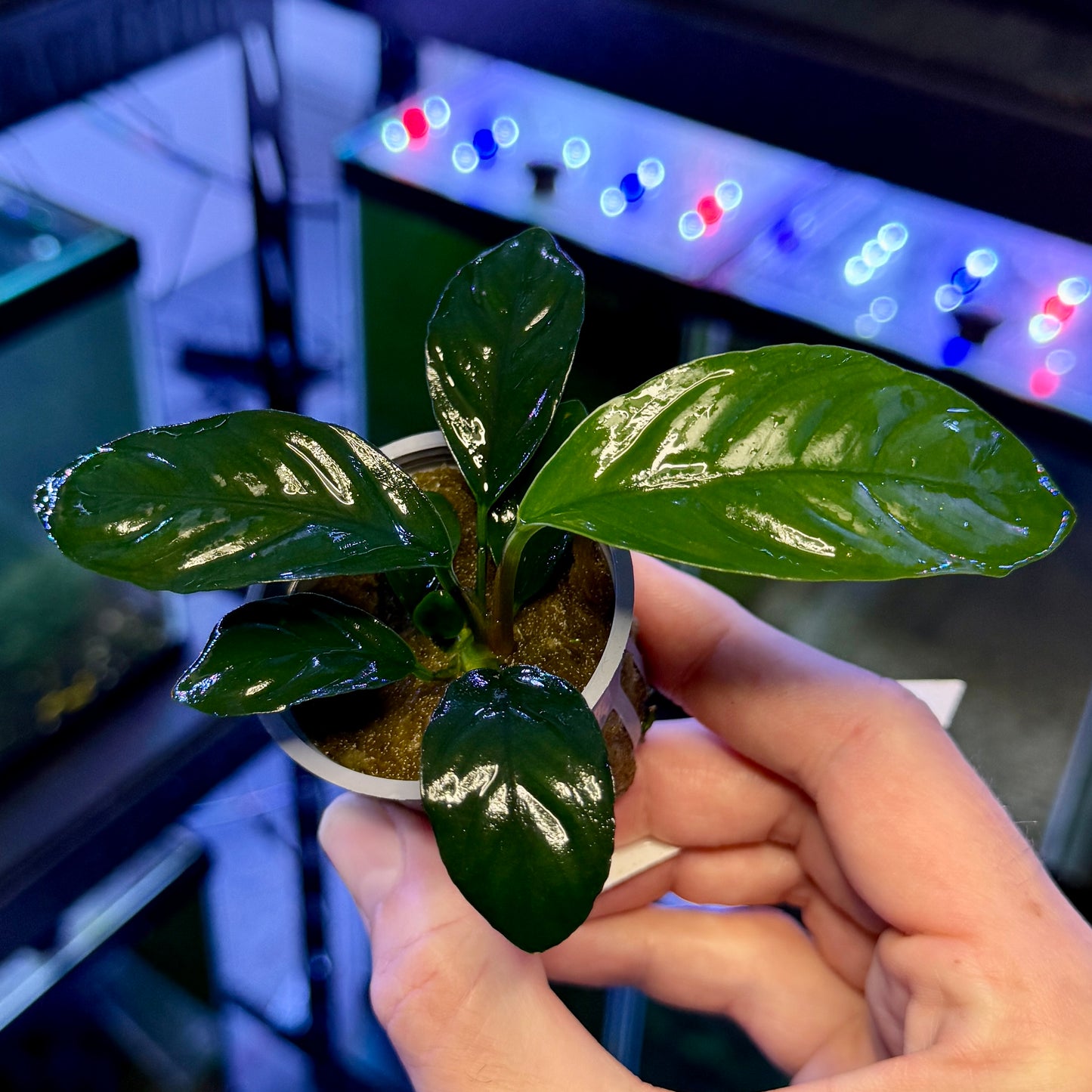 Anubias Coffeefolia