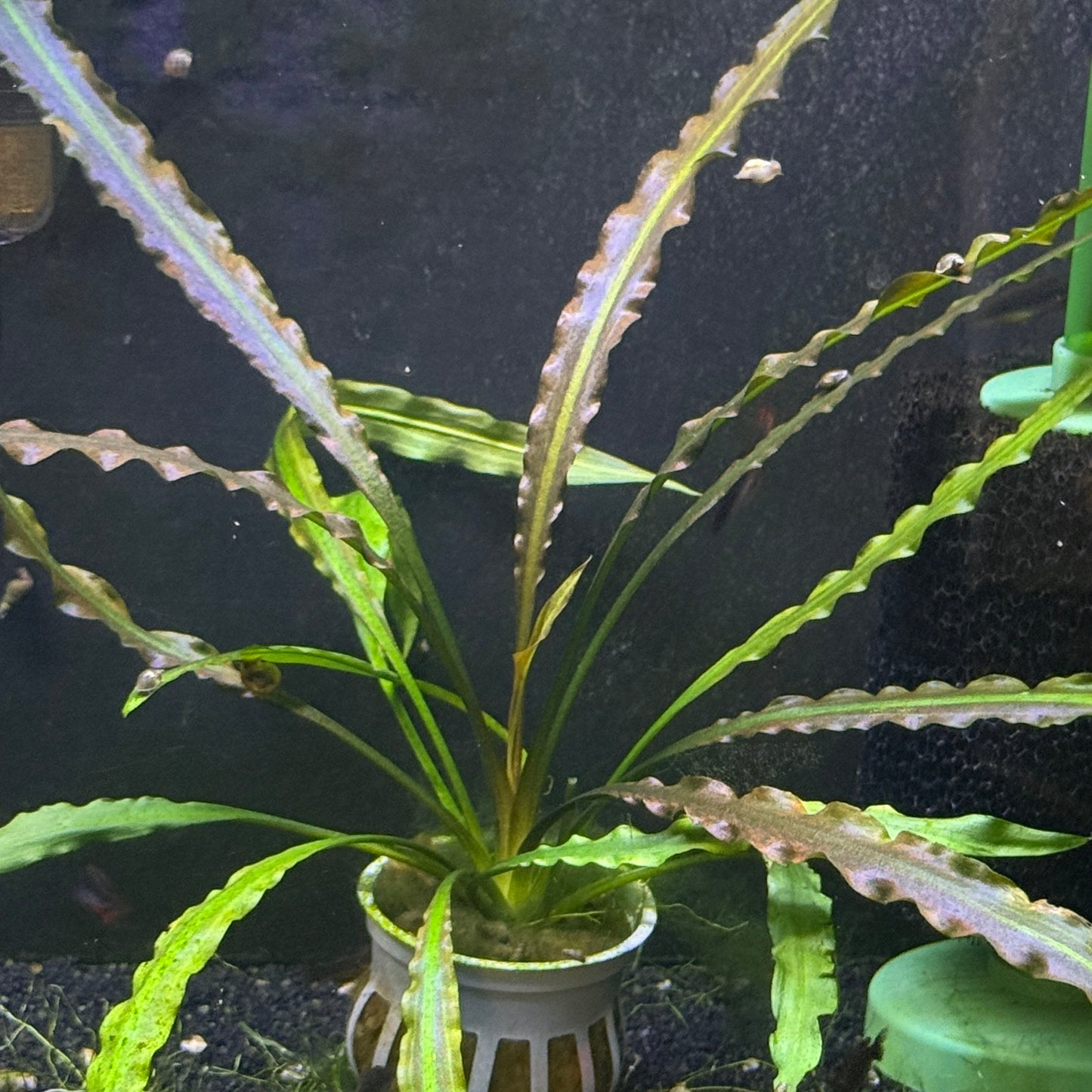 Cryptocoryne Costata