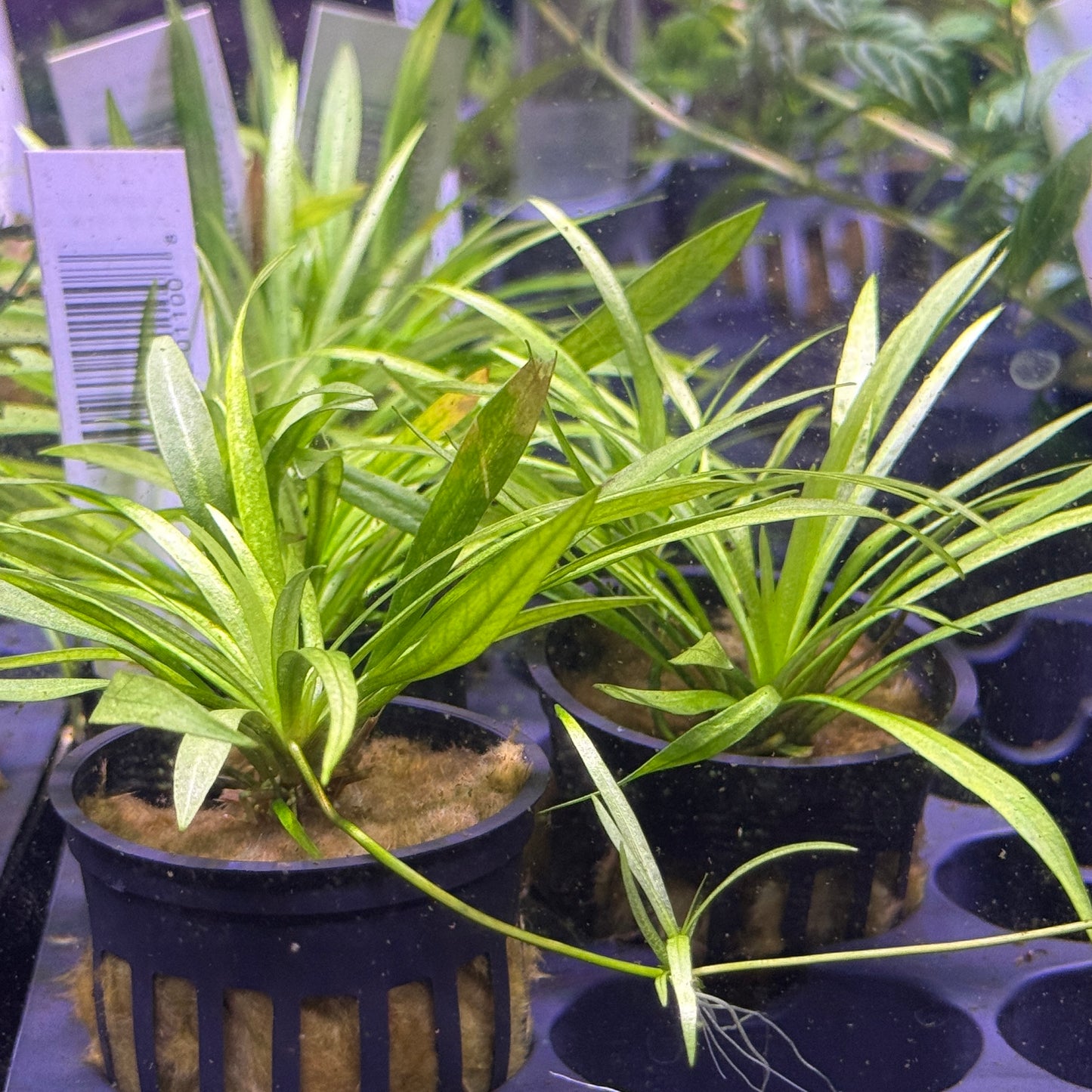 Narrow Leaf Chain Sword