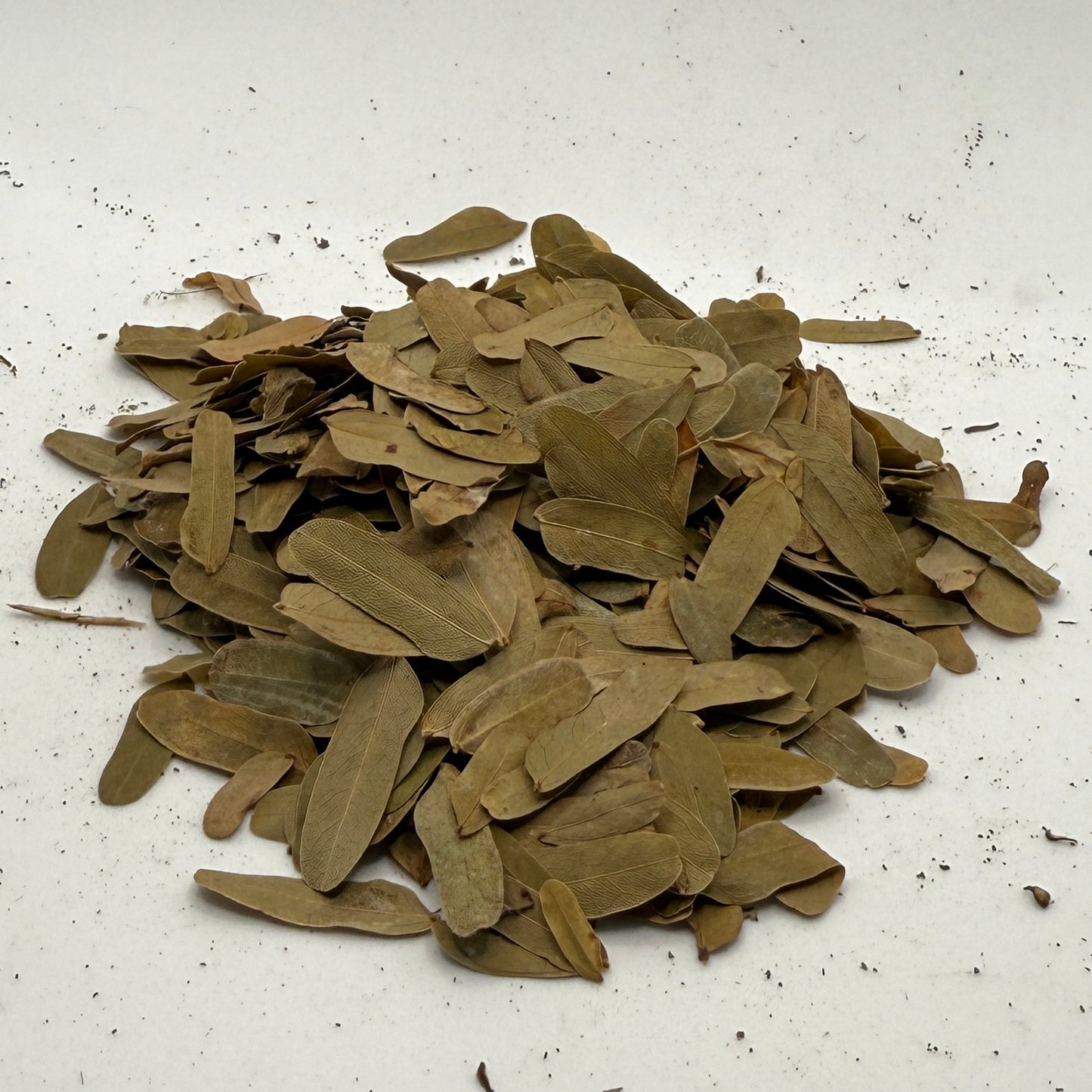 Tamarind Leaves