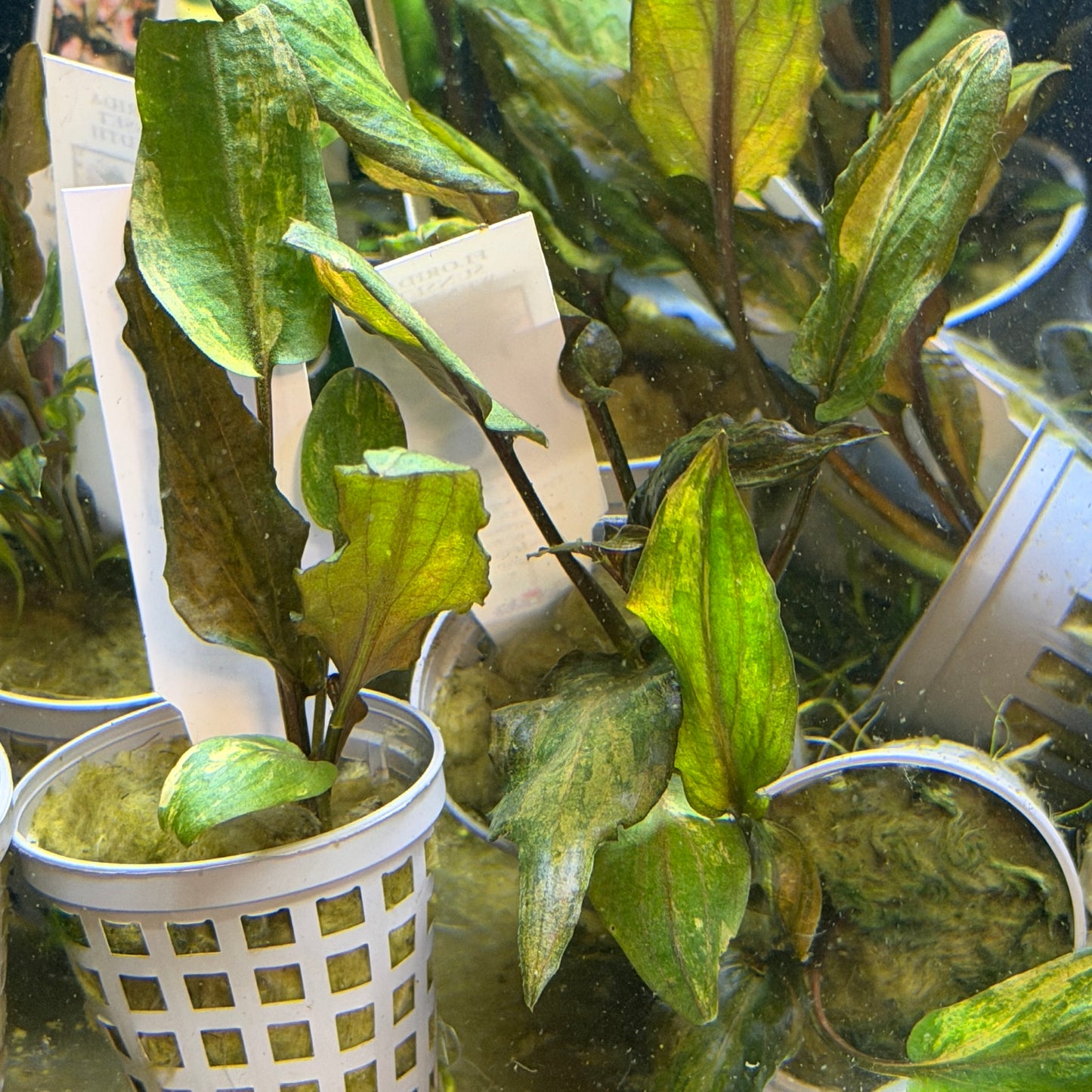 Cryptocoryne Wendtii ‘Florida Sunset’