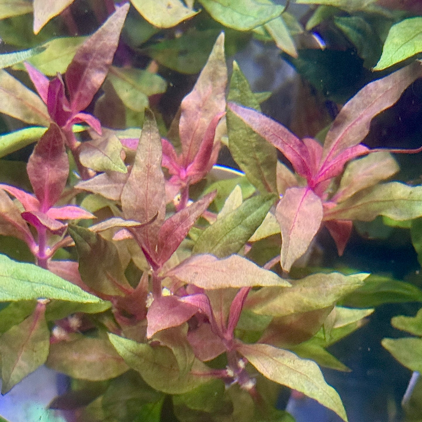 Scarlet Temple 'Alternanthera Reineckii'