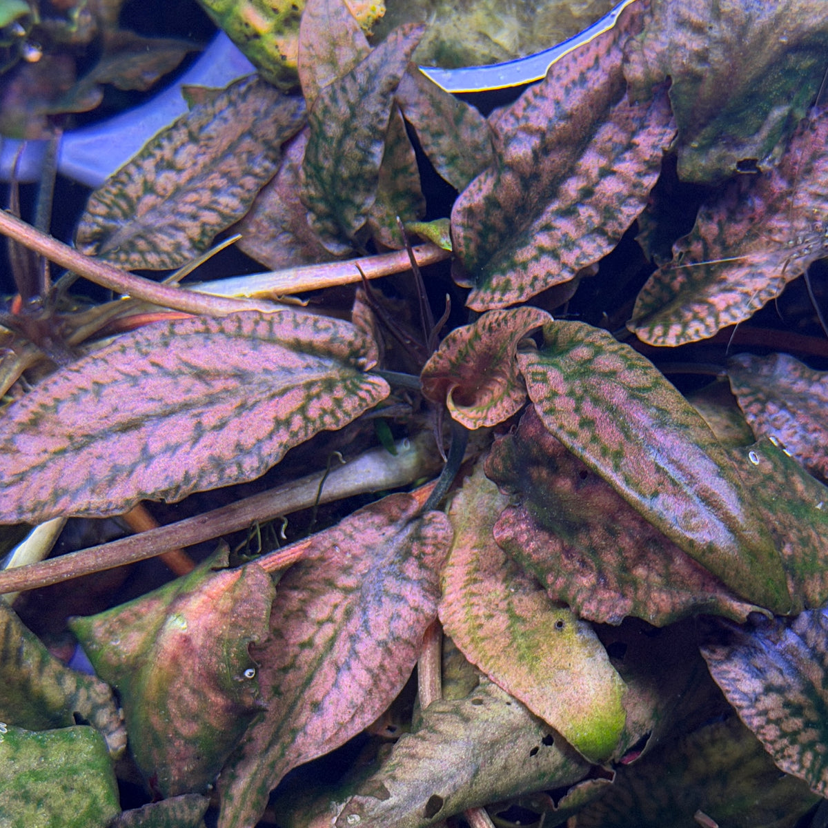 Cryptocoryne Striolata 'Tiger'