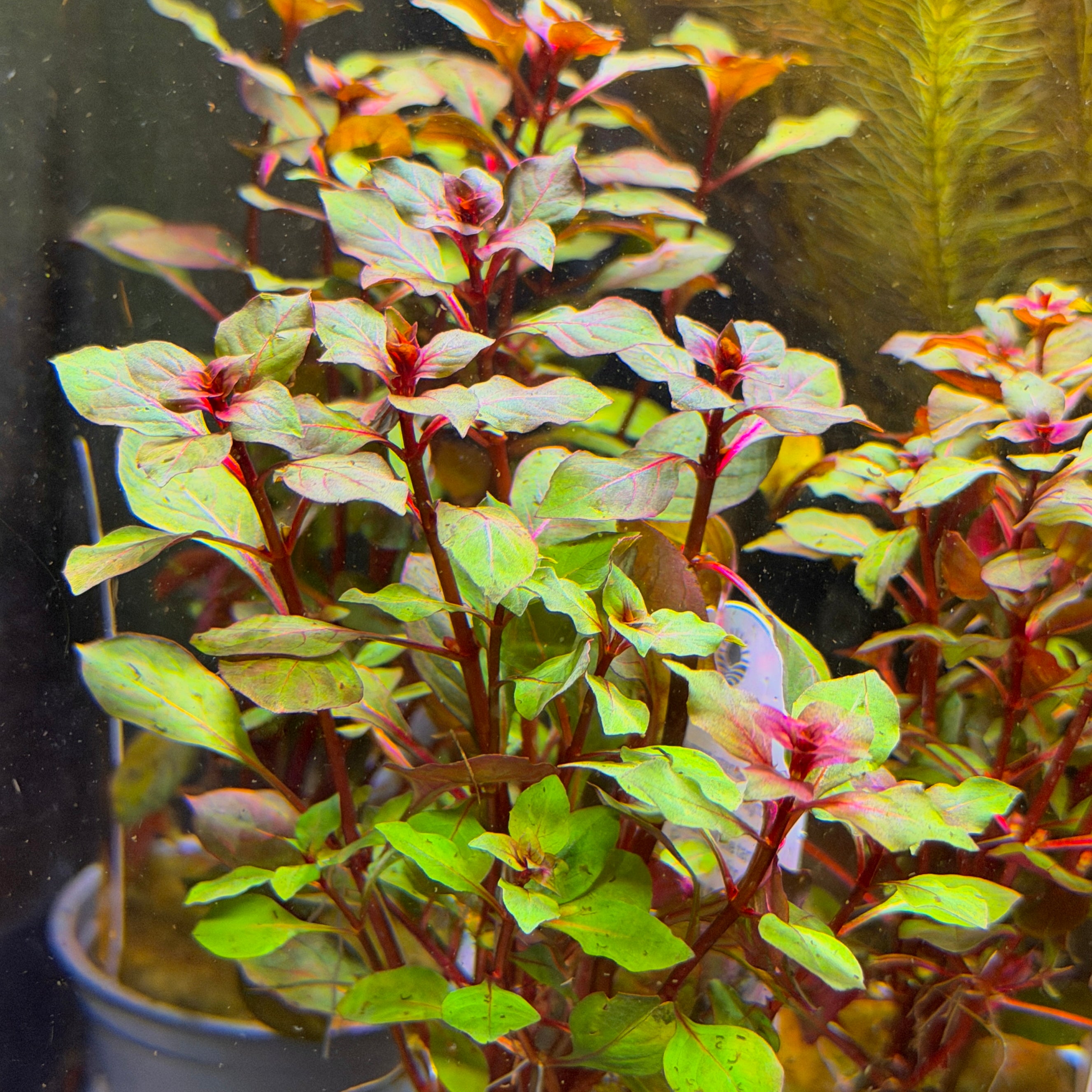 Bucephalandra sp. 