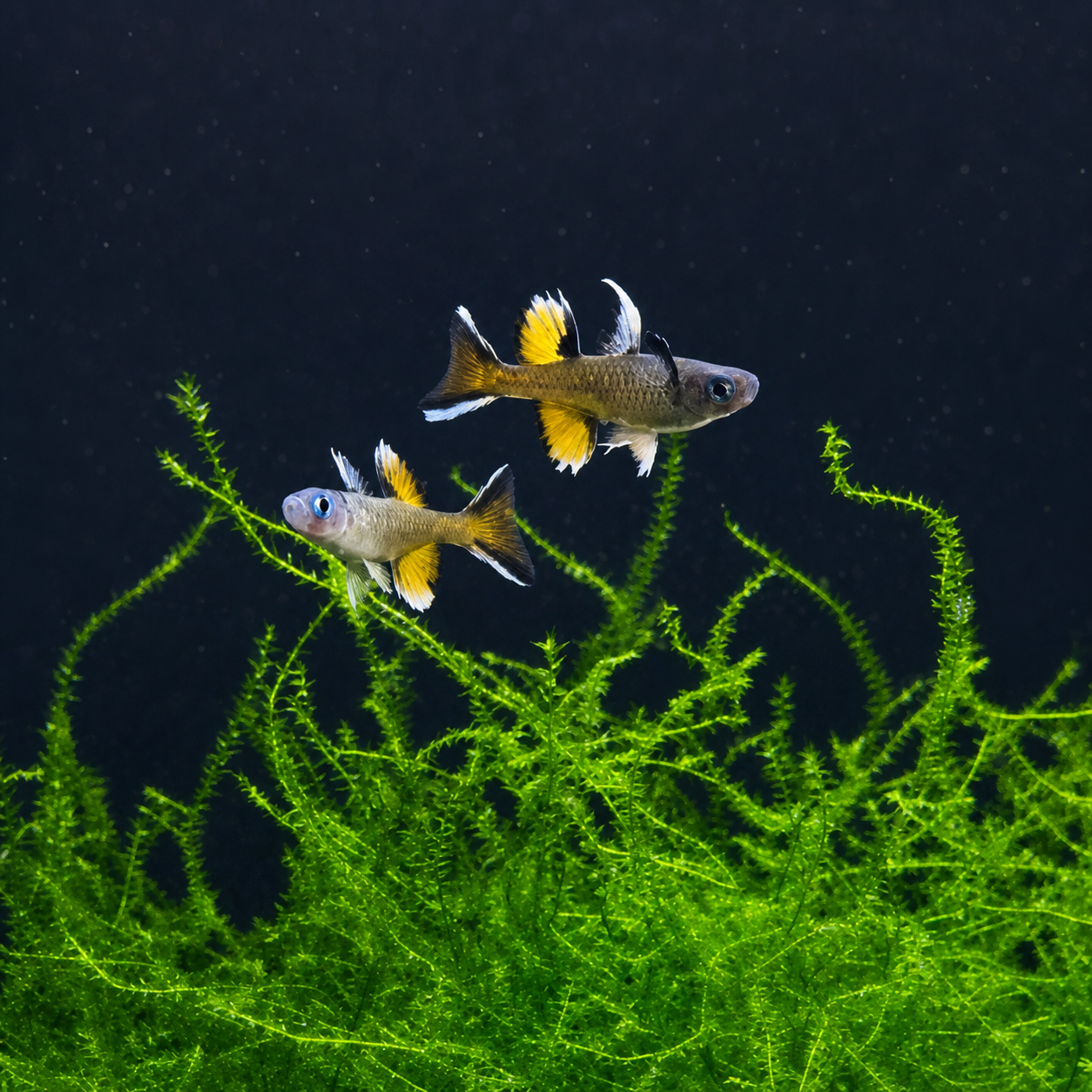 Pseudomugil Signifer Rainbowfish pack (mixed sex)
