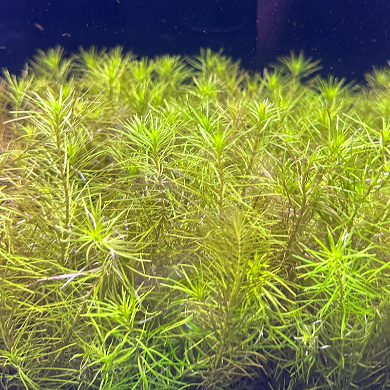 Rotala Nanjenshan