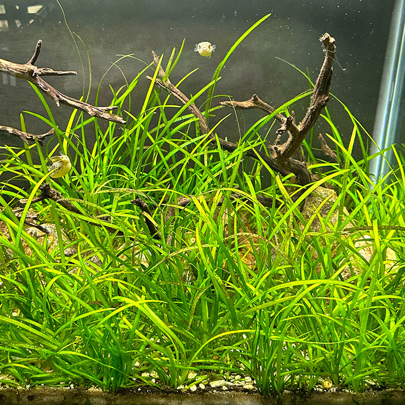 Sagittaria Subulata