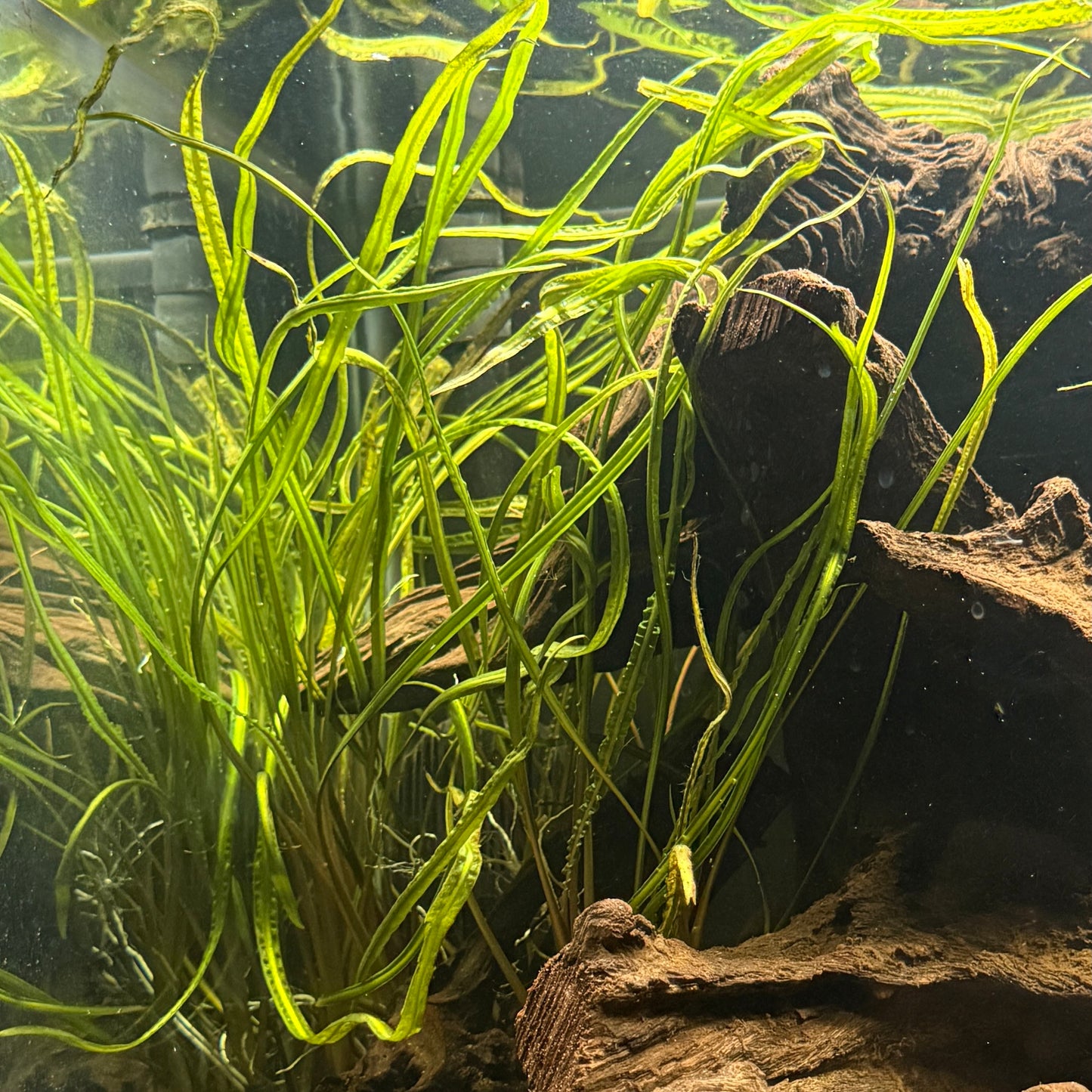 Cryptocoryne Retrospiralis