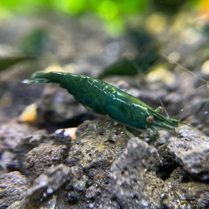Green Jade Neocaridina Shrimp