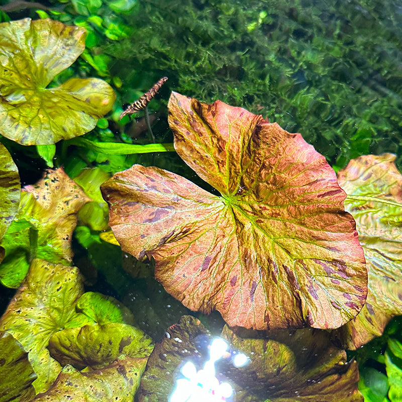 red tiger lotus vs dwarf lily Red Tiger Lotus – Daku Aquatics