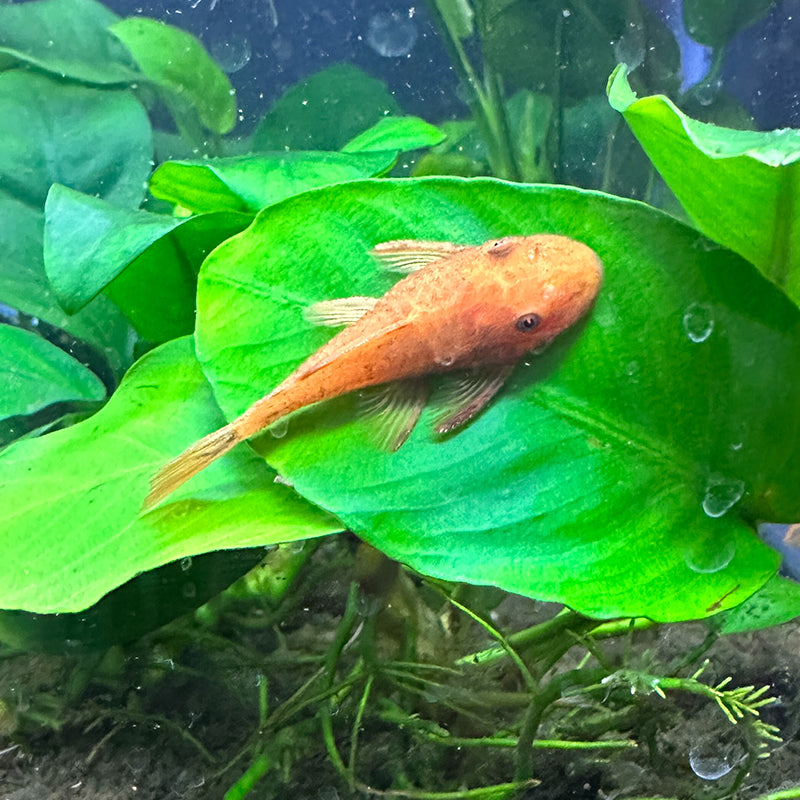 Super Red Bristlenose Pleco