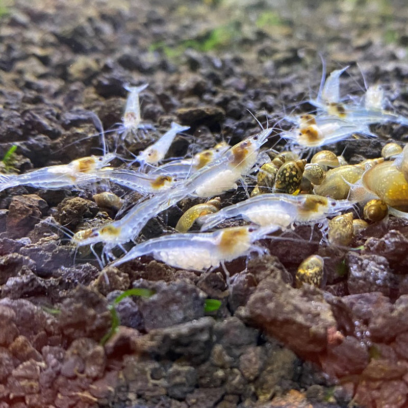 White Snowball Neocaridina Shrimp