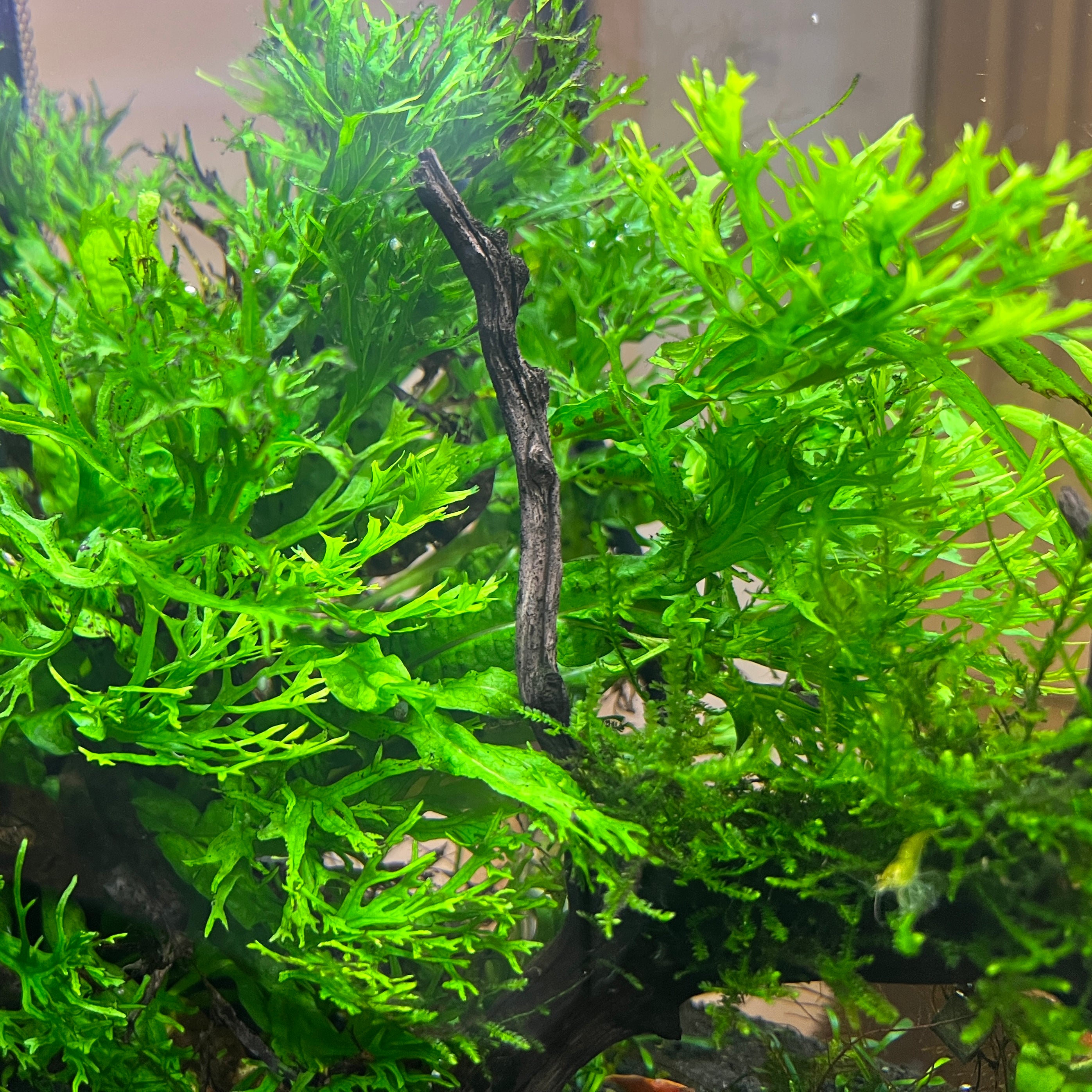 Java Fern 'Windelov' – Daku Aquatics