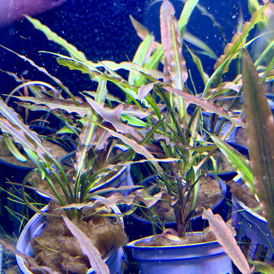 Cryptocoryne Costata
