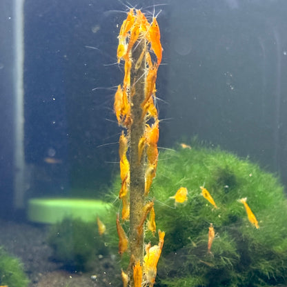 Daku Aquatics Shrimp Sticks