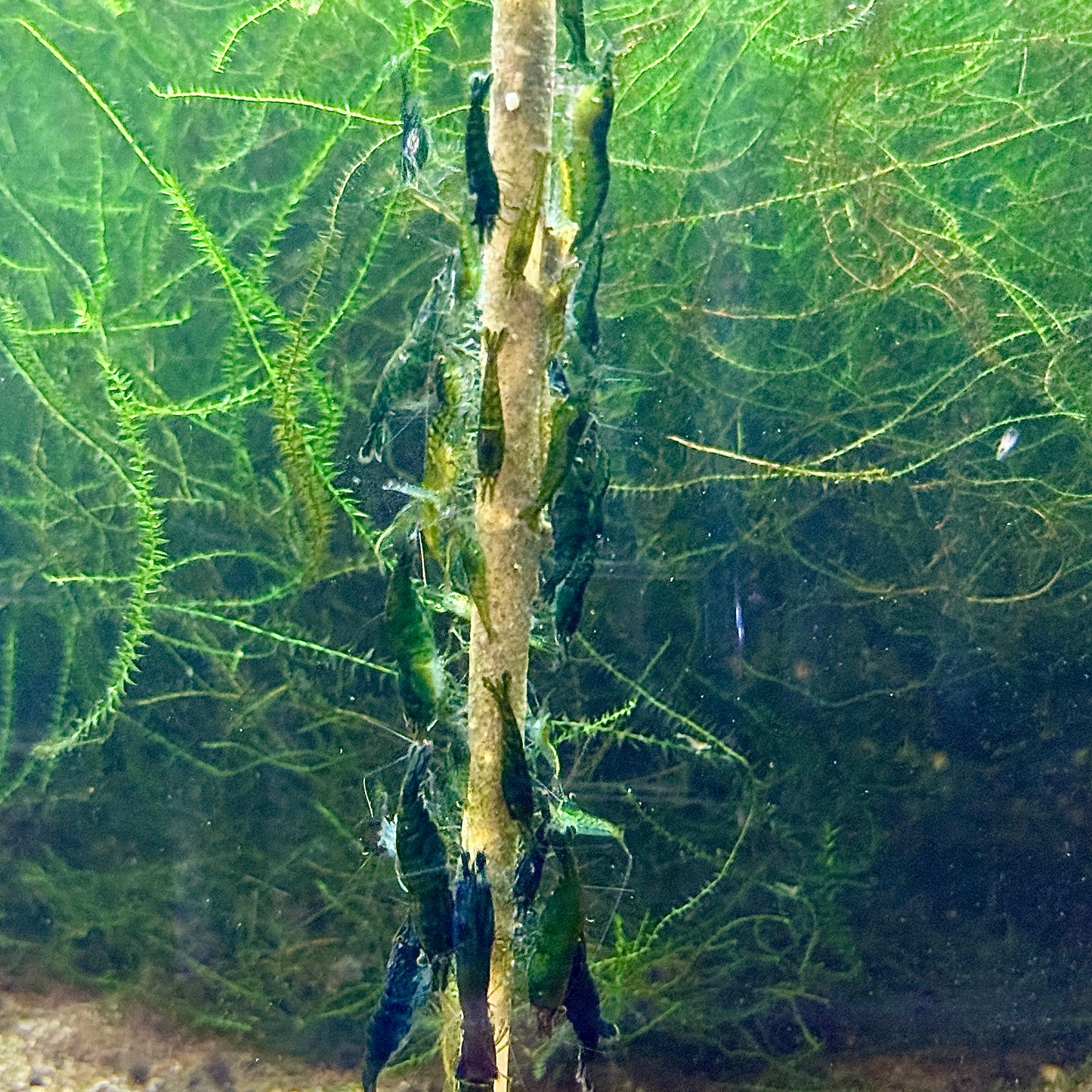Daku Aquatics Shrimp Sticks